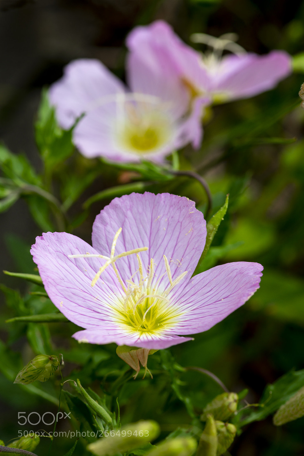 Sony a7R II sample photo. Pinkladies photography