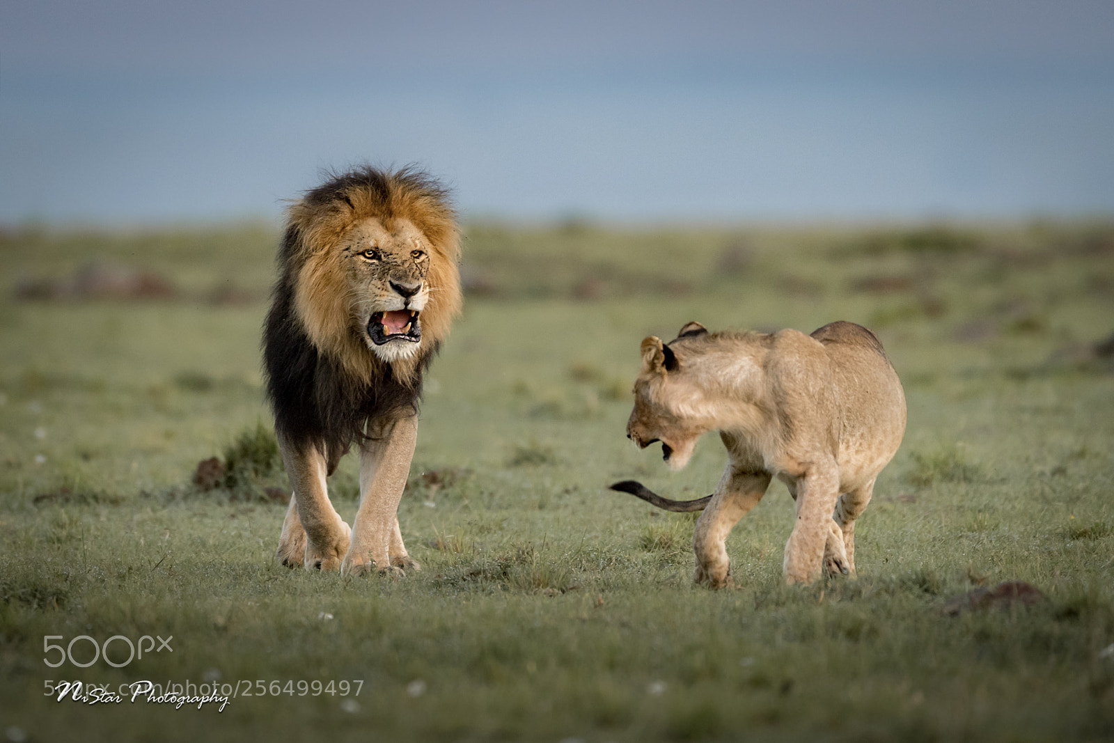 Nikon D5 sample photo. Lion in command photography