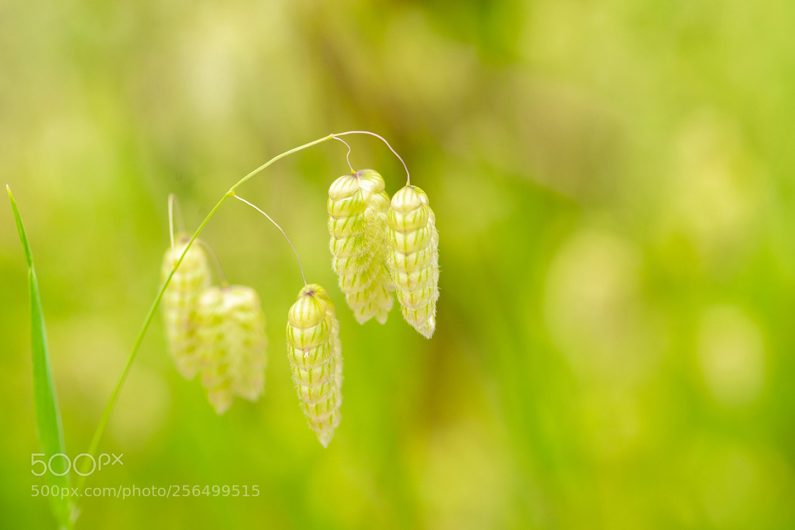 Sony a7R II sample photo. Big quaking grass photography