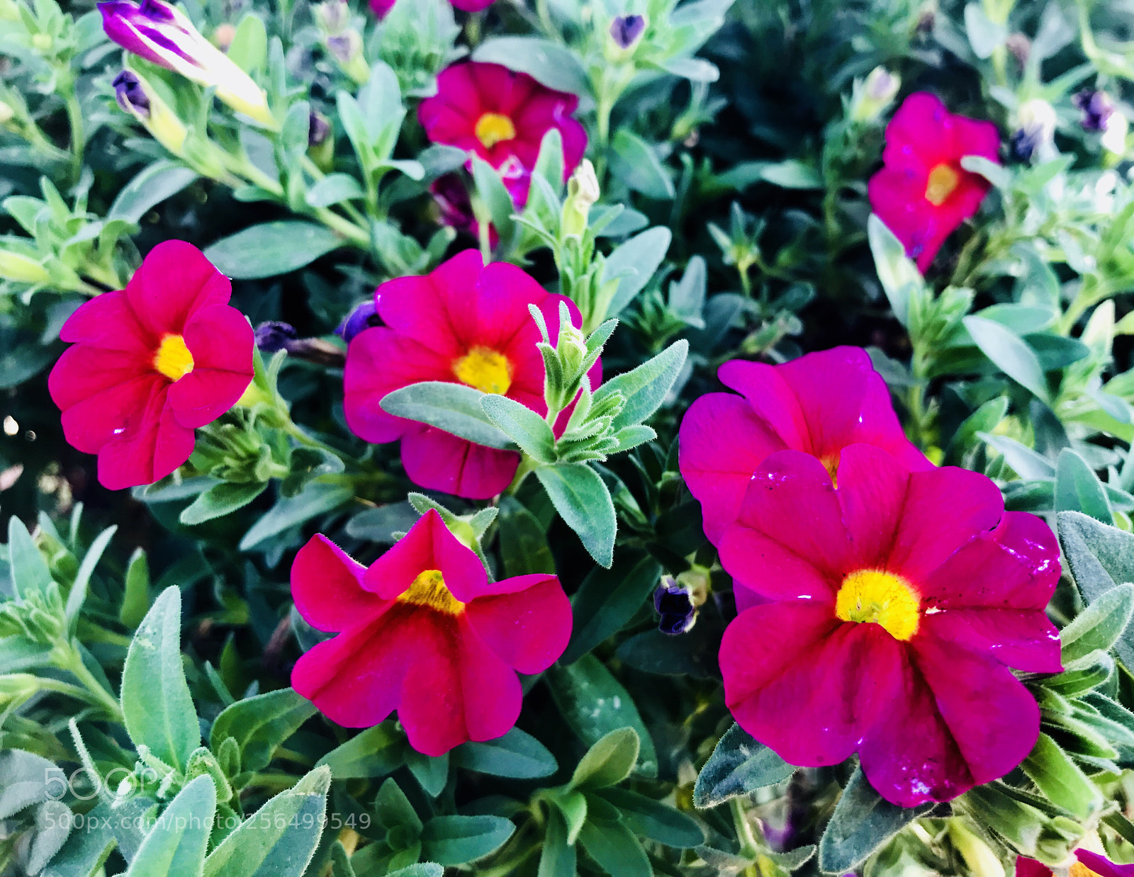 Apple iPhone 7 Plus sample photo. Special  photography