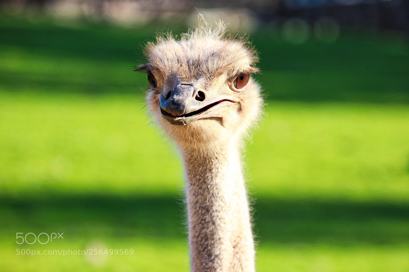 Canon EOS 77D (EOS 9000D / EOS 770D) sample photo. Smile! photography