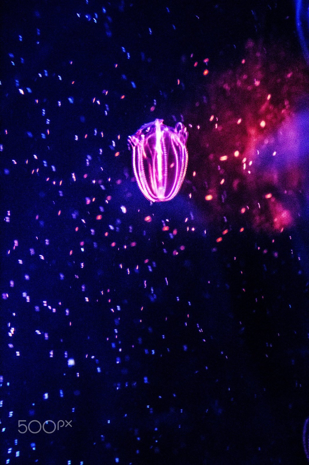 Canon EOS 800D (EOS Rebel T7i / EOS Kiss X9i) sample photo. Jellyfish galaxy photography