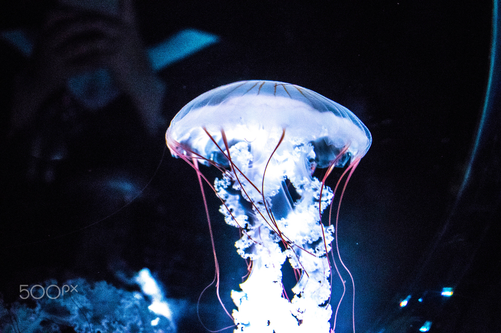 Canon EOS 800D (EOS Rebel T7i / EOS Kiss X9i) sample photo. Jellyfish galaxy photography