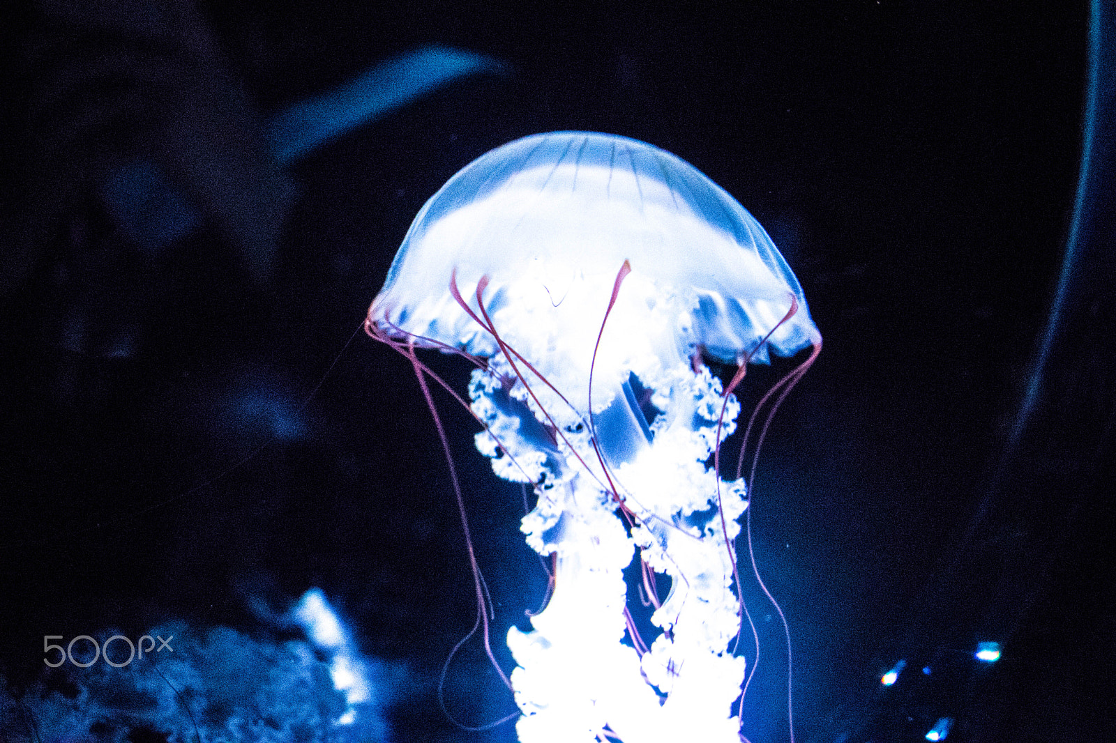 Canon EOS 800D (EOS Rebel T7i / EOS Kiss X9i) sample photo. Jellyfish galaxy photography