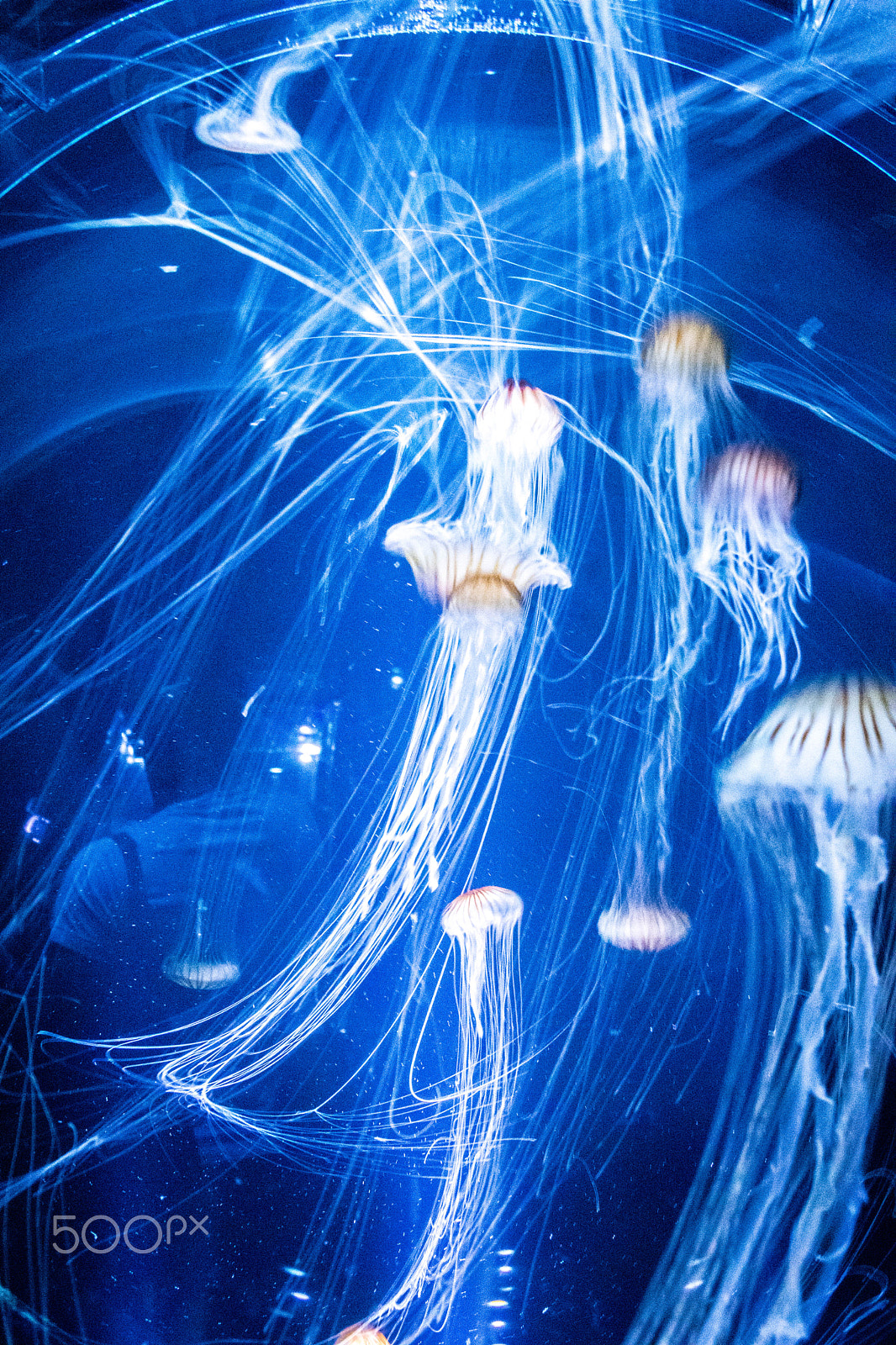 Canon EOS 800D (EOS Rebel T7i / EOS Kiss X9i) sample photo. Jellyfish galaxy photography