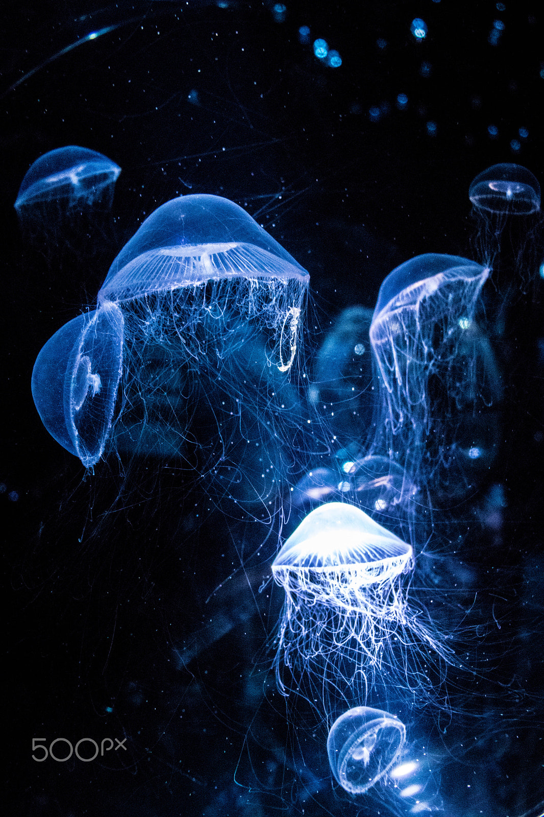 Canon EOS 800D (EOS Rebel T7i / EOS Kiss X9i) sample photo. Jellyfish galaxy photography