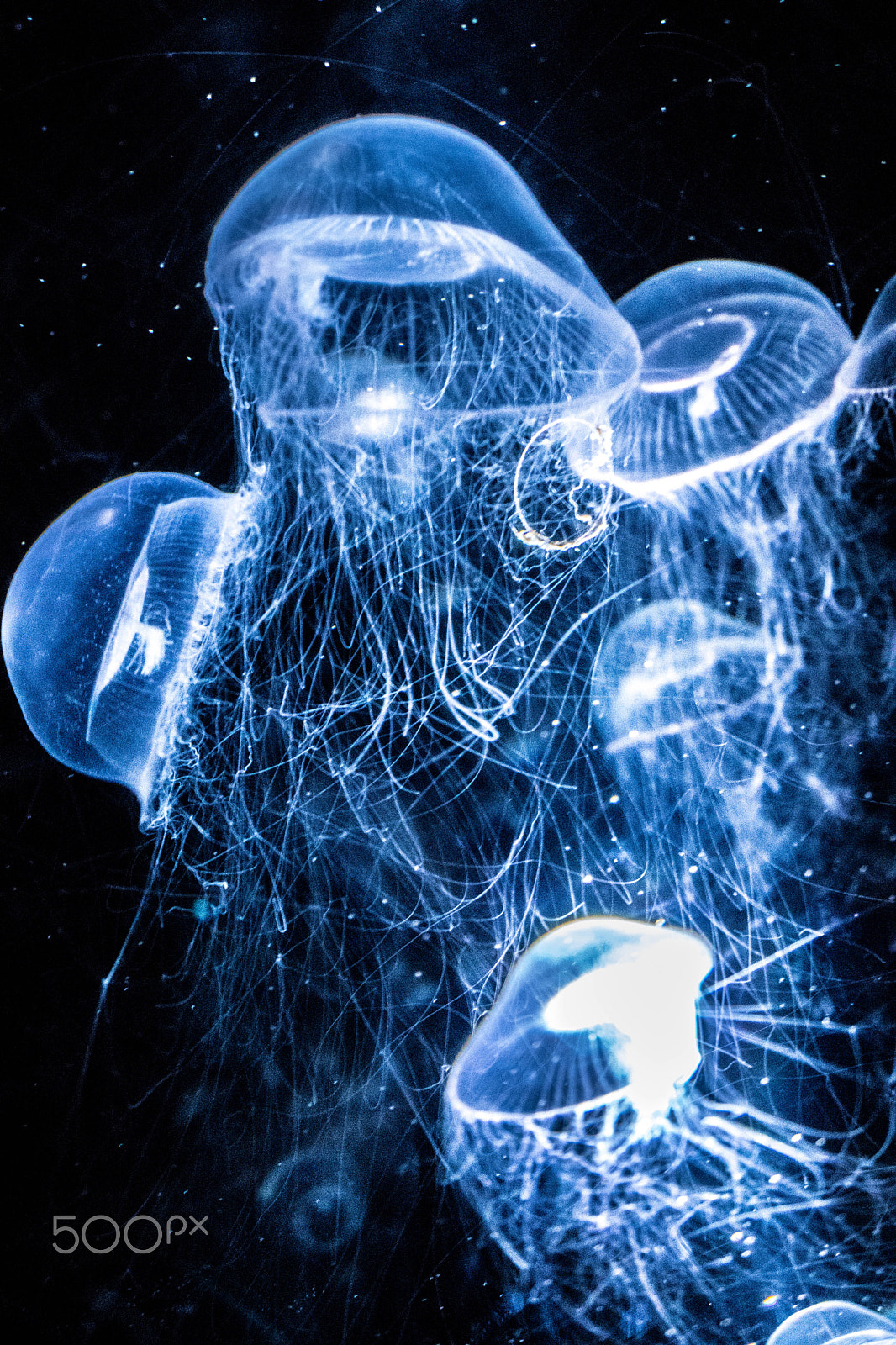 Canon EOS 800D (EOS Rebel T7i / EOS Kiss X9i) sample photo. Jellyfish galaxy photography
