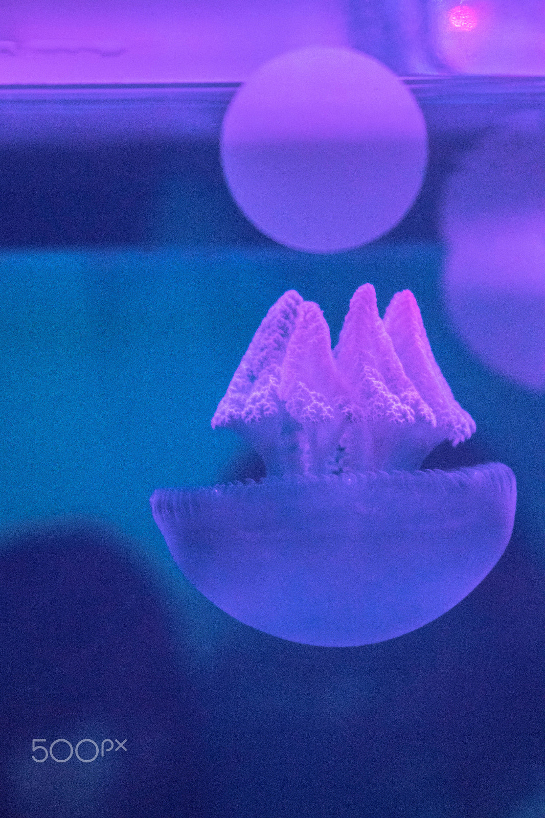 Canon EOS 800D (EOS Rebel T7i / EOS Kiss X9i) sample photo. Jellyfish galaxy photography
