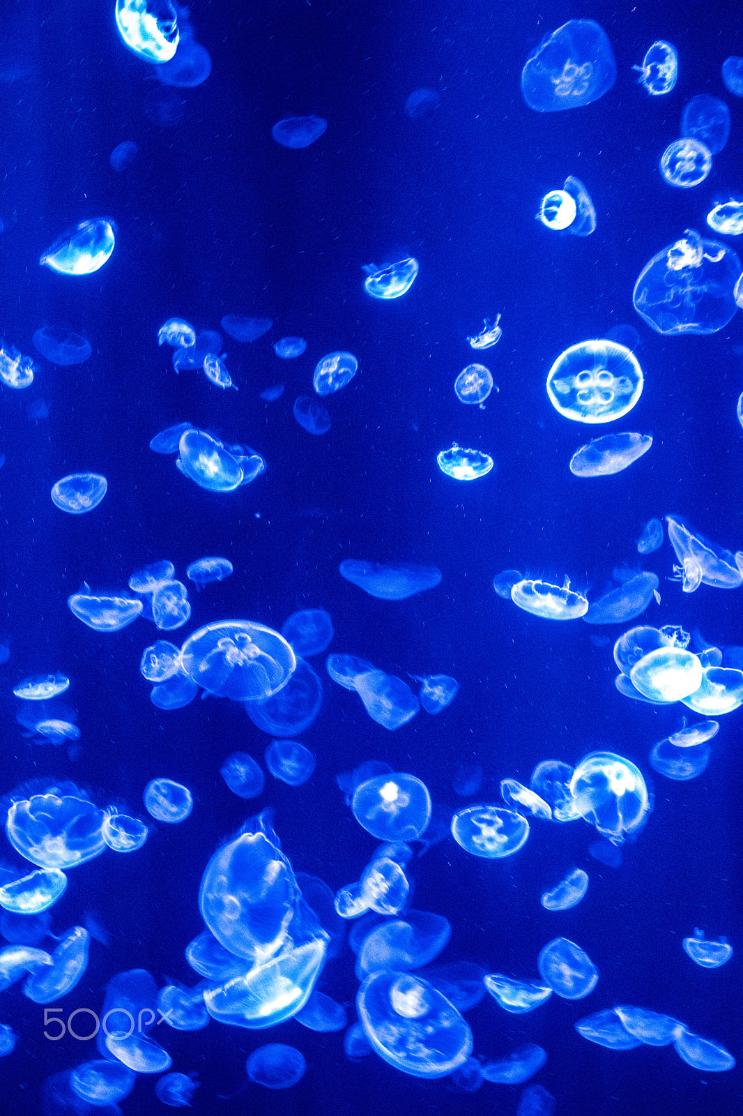 Canon EOS 800D (EOS Rebel T7i / EOS Kiss X9i) sample photo. Jellyfish galaxy photography