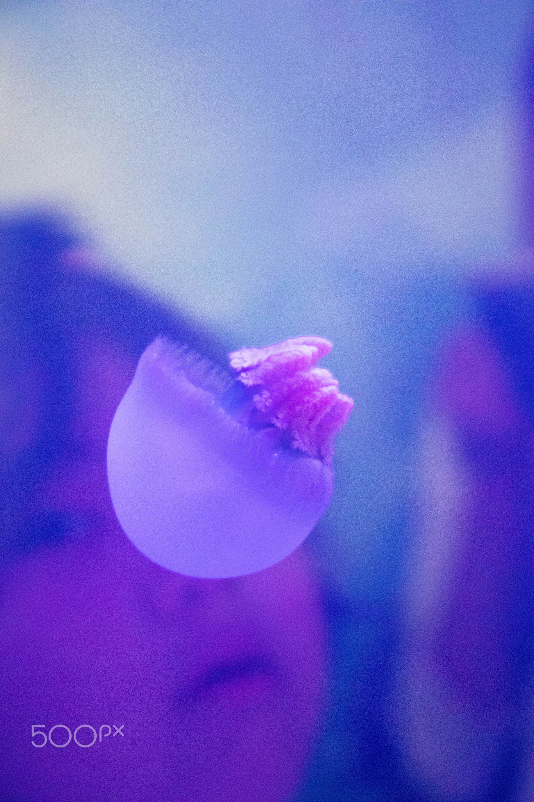 Canon EOS 800D (EOS Rebel T7i / EOS Kiss X9i) sample photo. Jellyfish galaxy photography