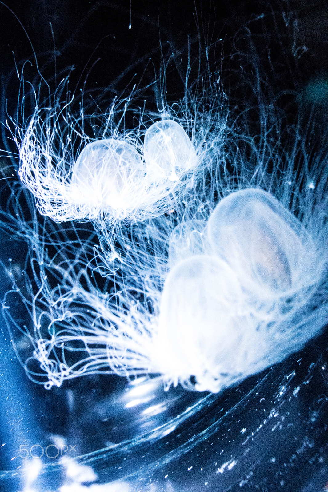 Canon EOS 800D (EOS Rebel T7i / EOS Kiss X9i) sample photo. Jellyfish galaxy photography