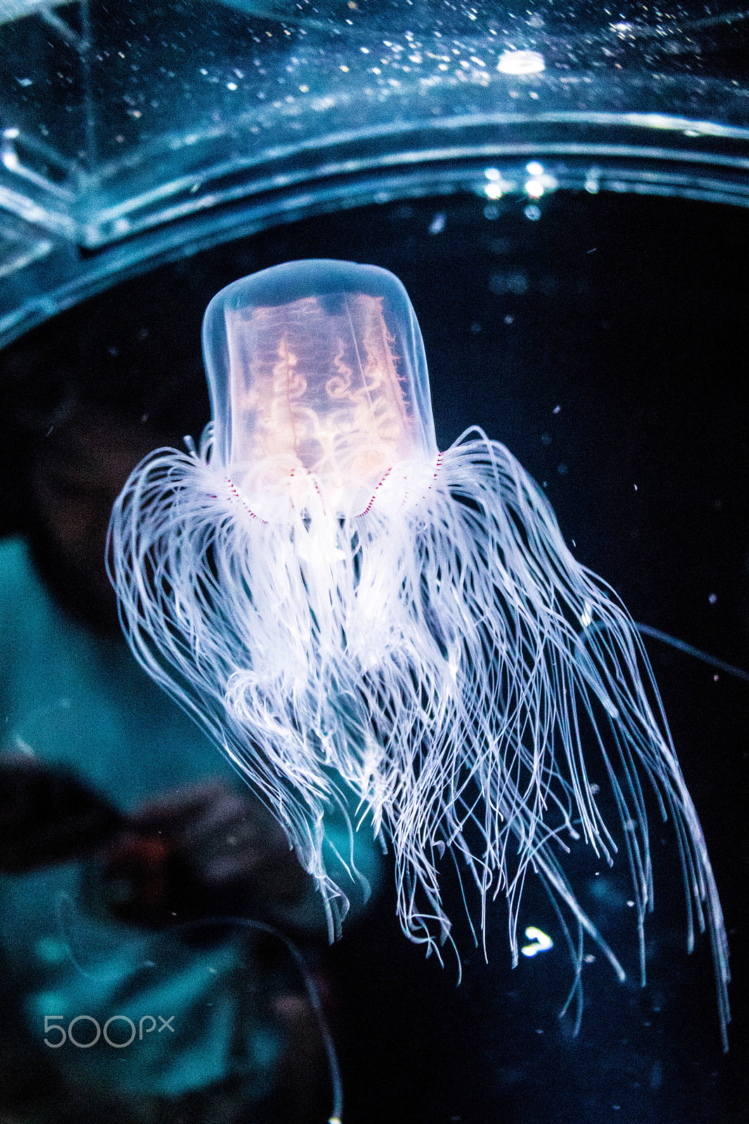 Canon EOS 800D (EOS Rebel T7i / EOS Kiss X9i) sample photo. Jellyfish galaxy photography