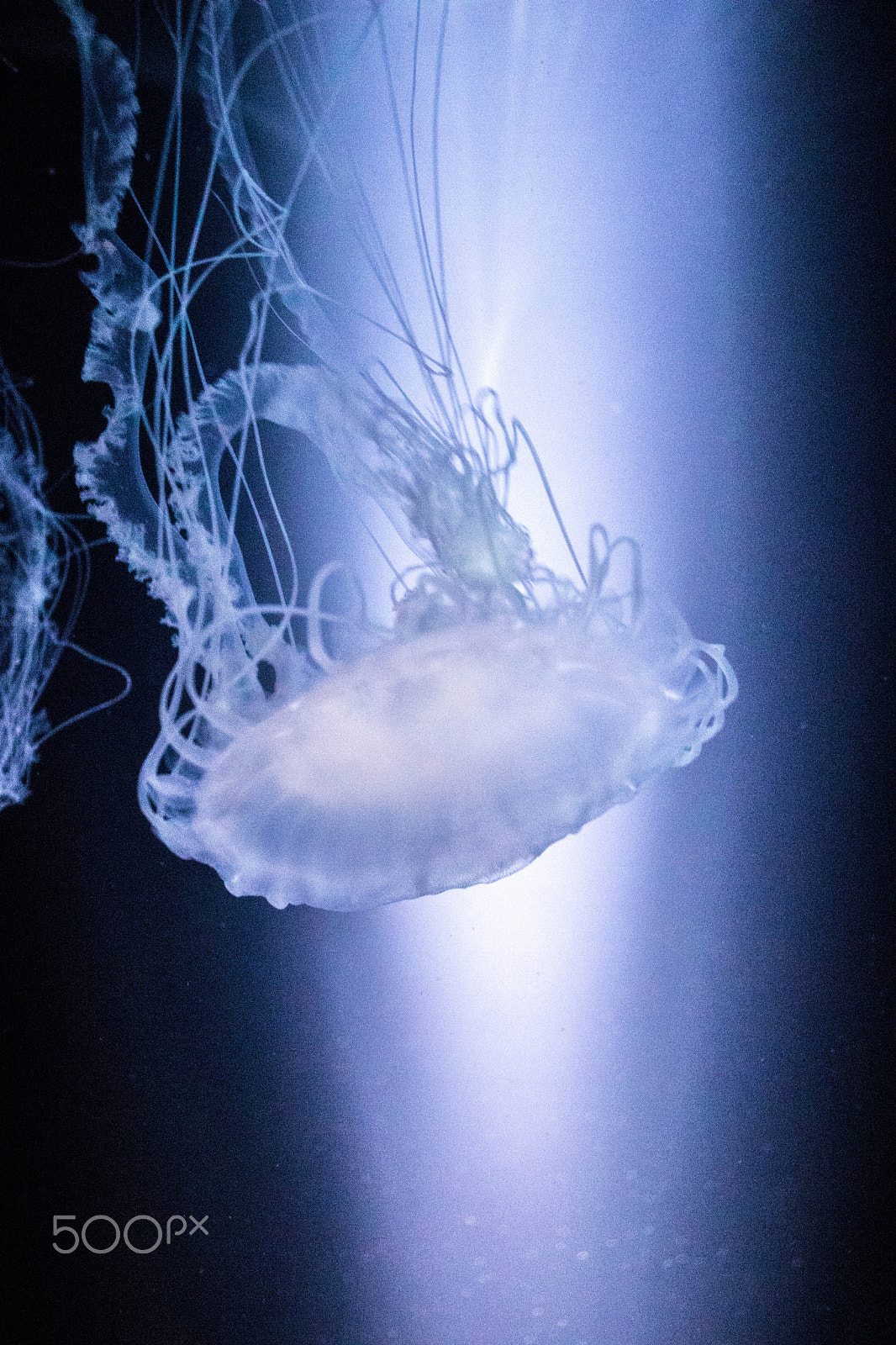 Canon EOS 800D (EOS Rebel T7i / EOS Kiss X9i) sample photo. Jellyfish galaxy photography