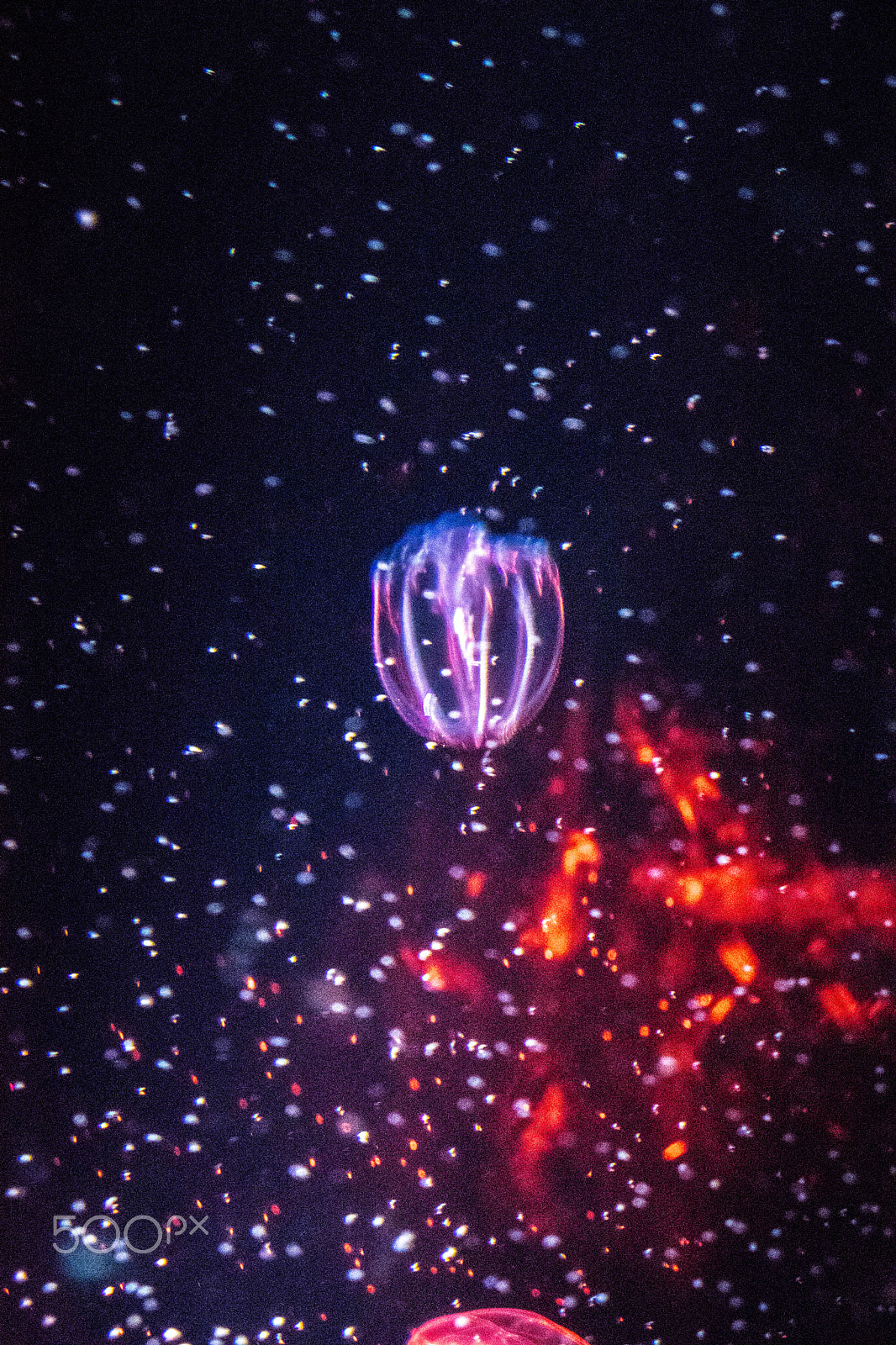 Canon EOS 800D (EOS Rebel T7i / EOS Kiss X9i) sample photo. Jellyfish galaxy photography