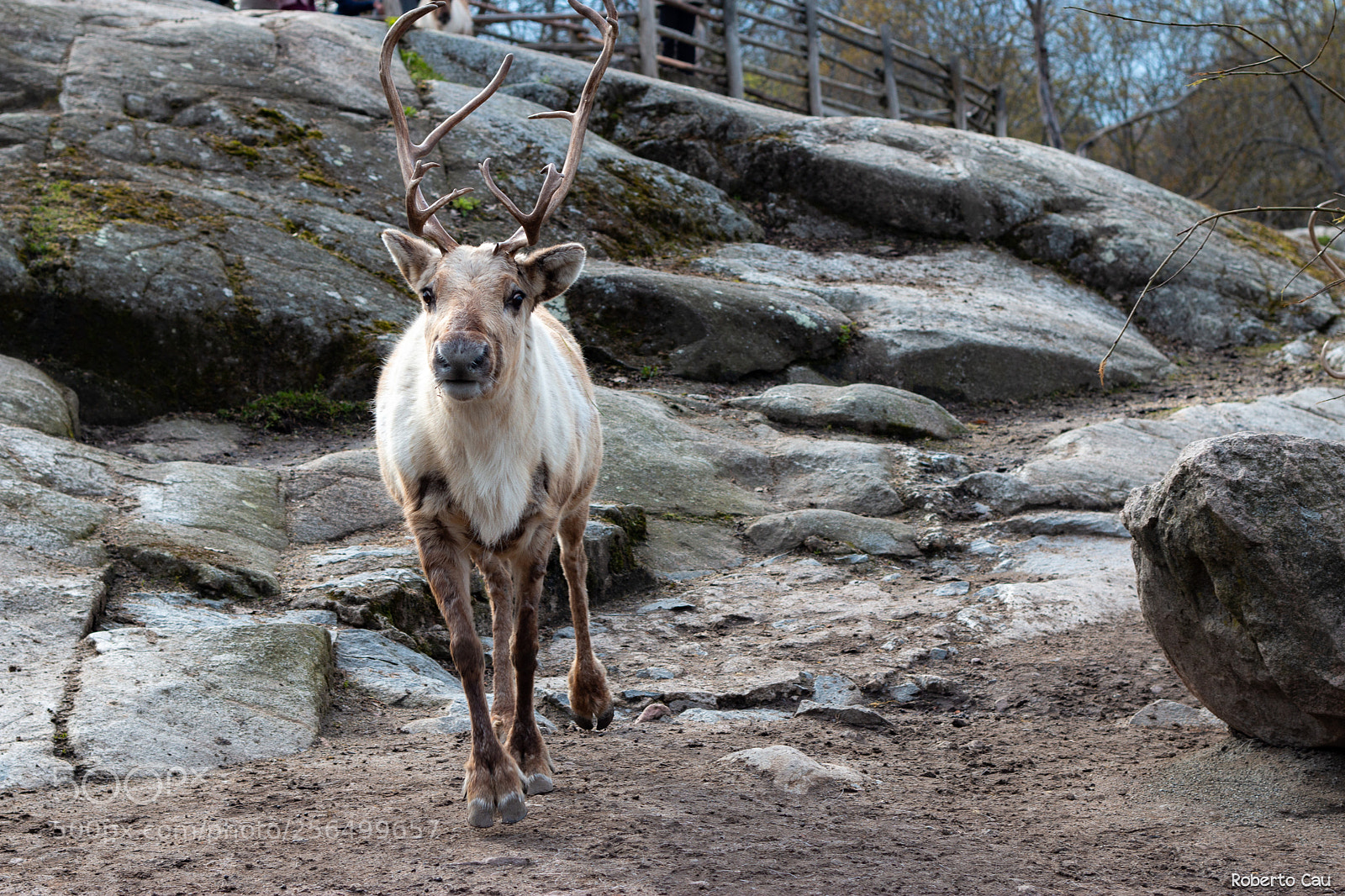 Canon EOS 70D sample photo. Reindeer walking photography