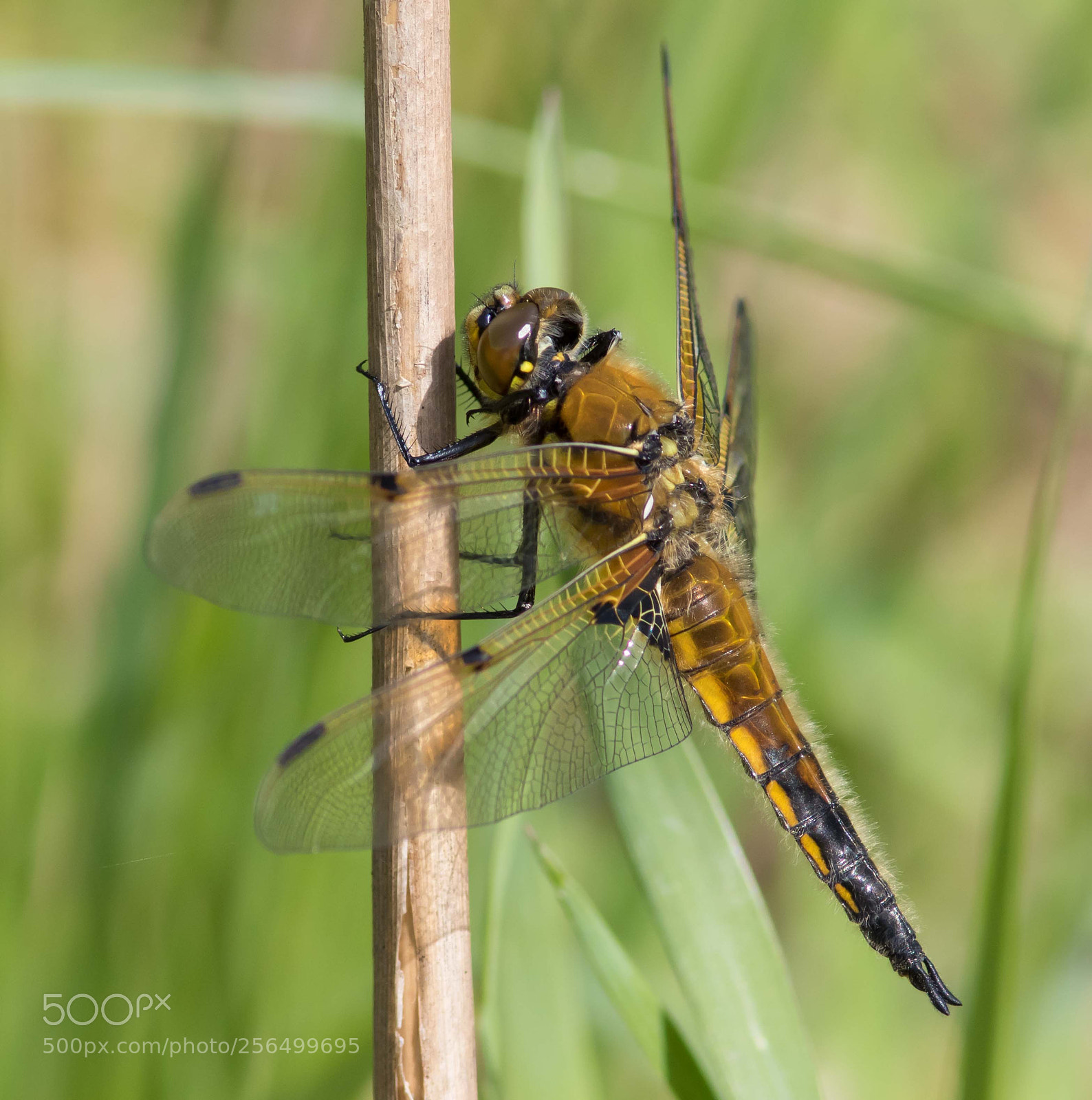 Canon EOS 7D Mark II sample photo. Four-spotted chaser photography