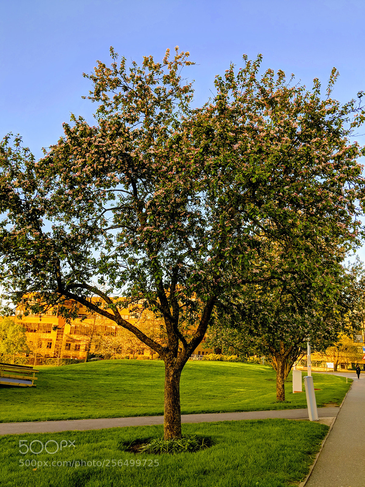 Google Pixel 2 sample photo. Blossom photography