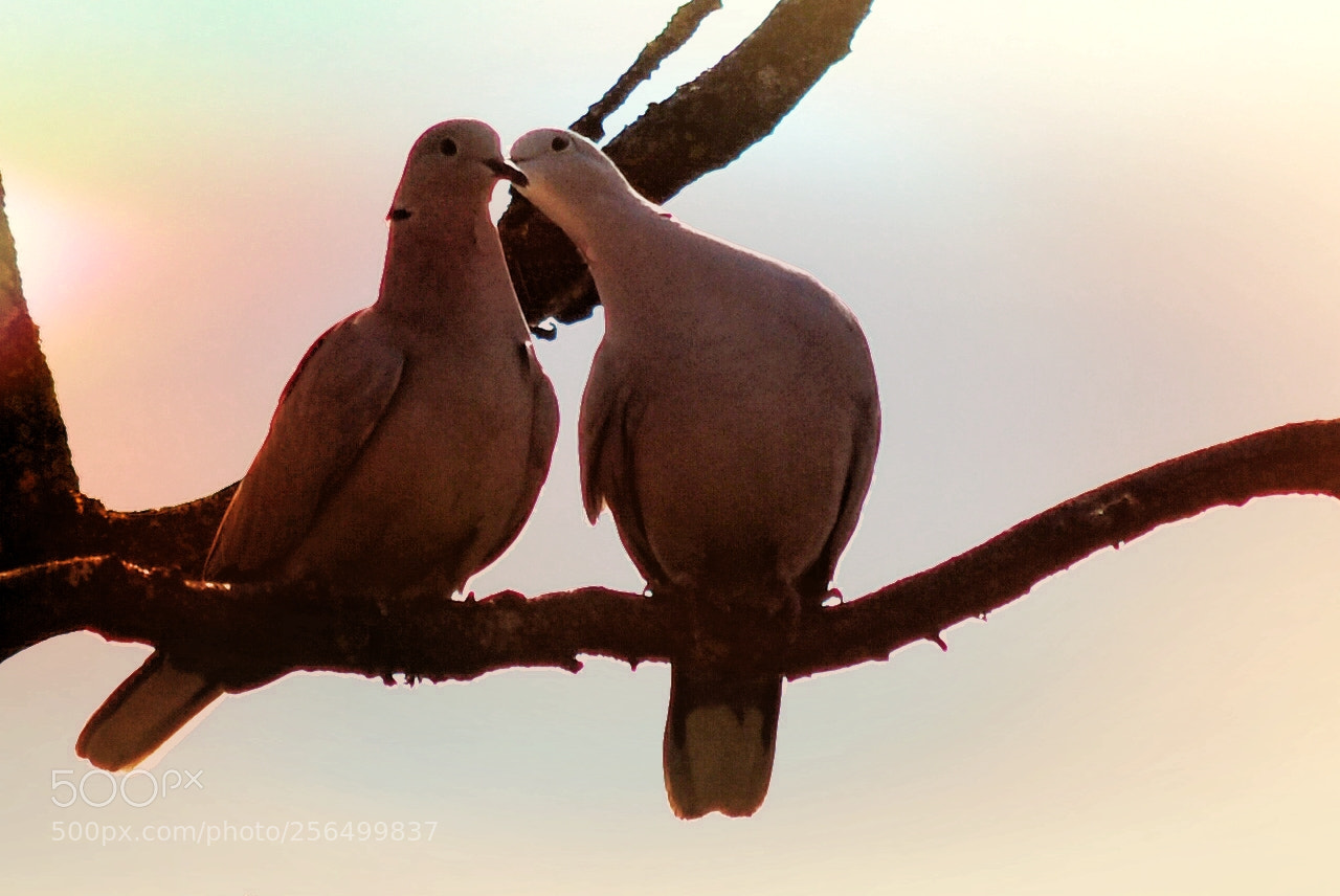 Nikon D90 sample photo. Love is in the photography