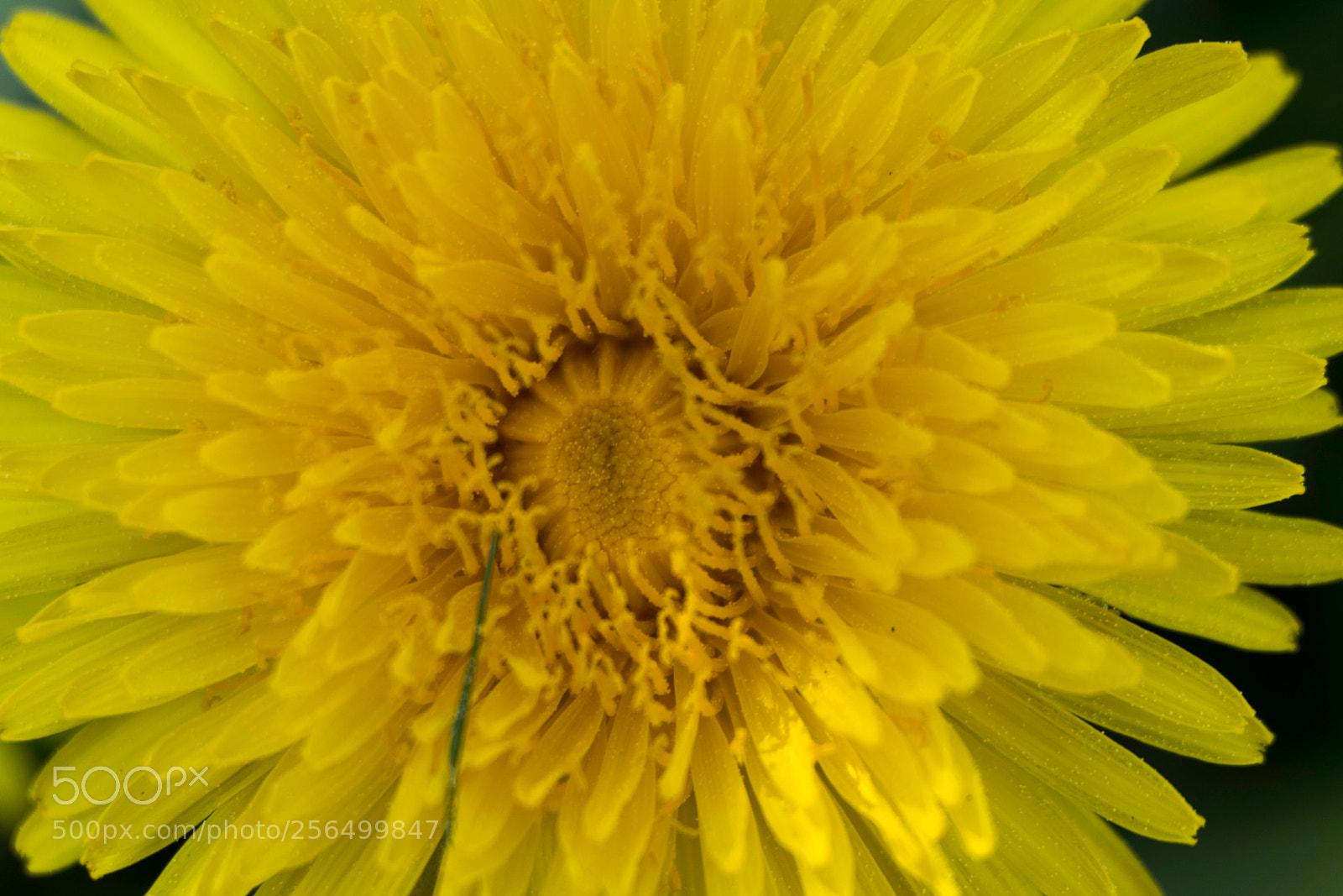 Fujifilm X-T20 sample photo. Dandelion photography