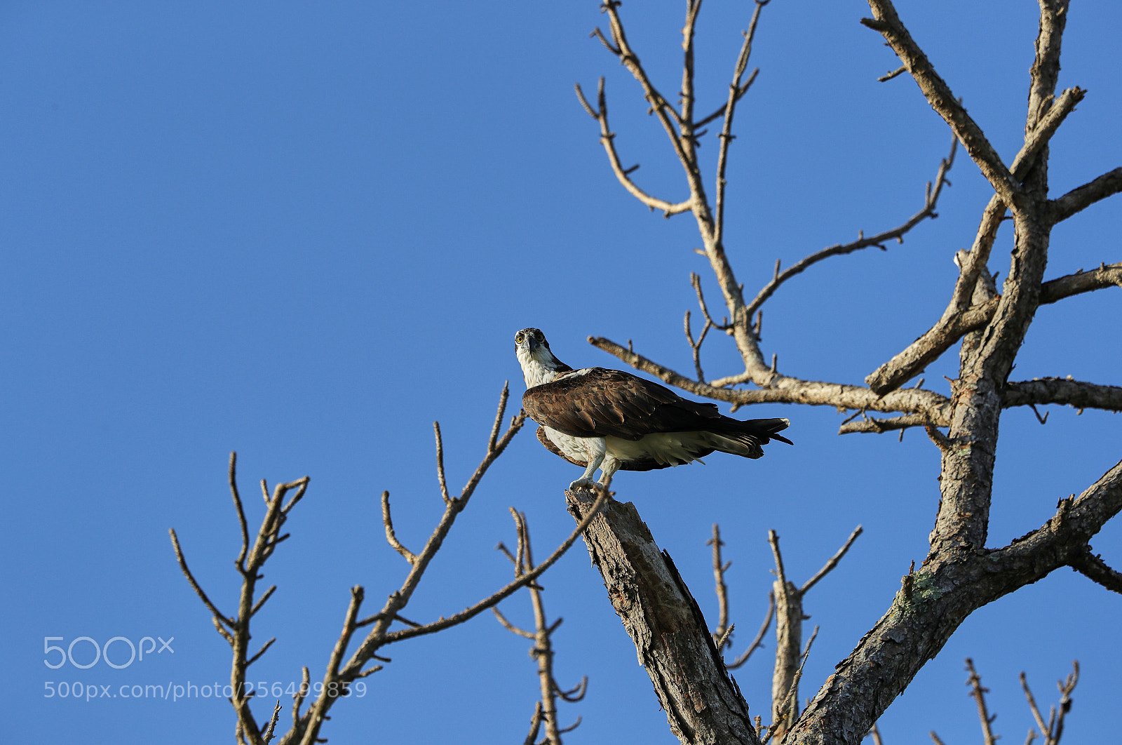 Canon EOS-1D X Mark II sample photo. 05-04-18-0016186 1.jpg photography