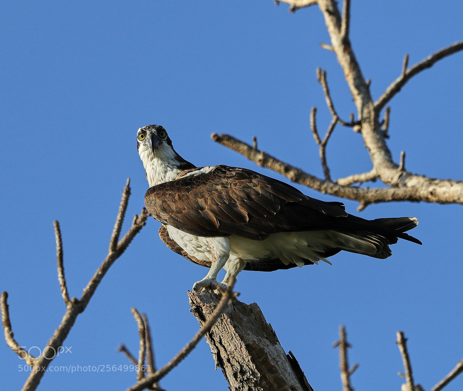 Canon EOS-1D X Mark II sample photo. 05-04-18-0016186.jpg photography