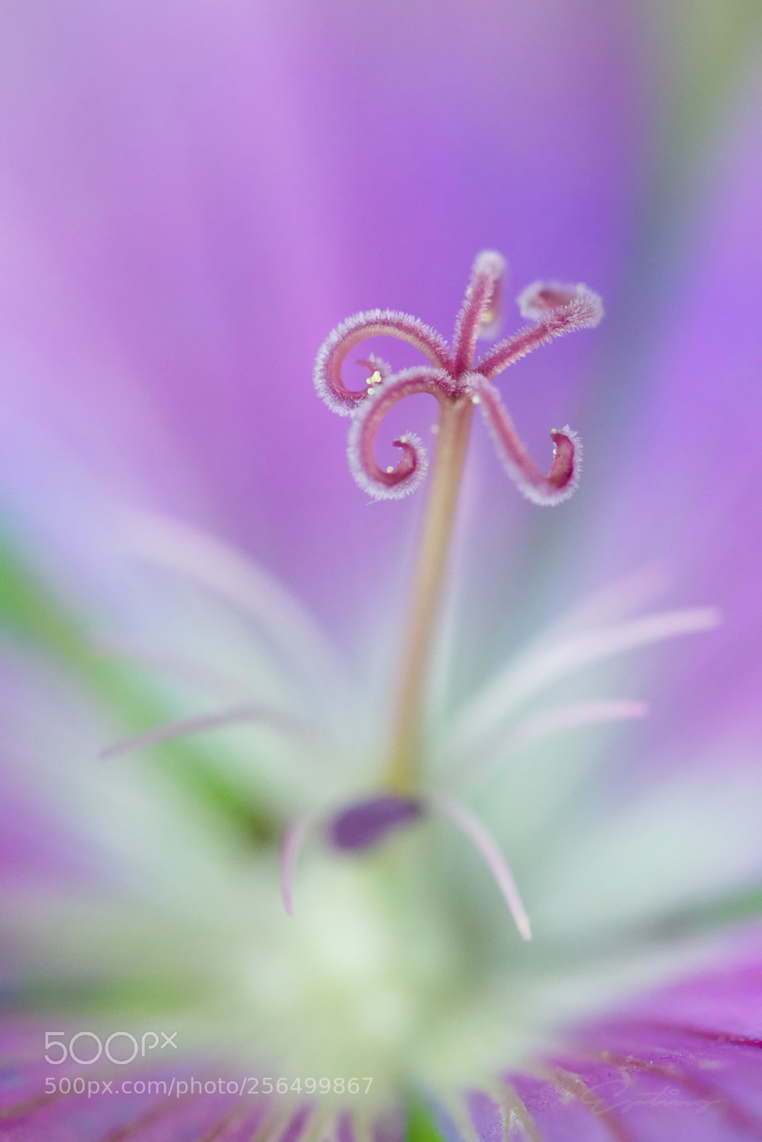 Canon EOS 70D sample photo. Purple flower photography