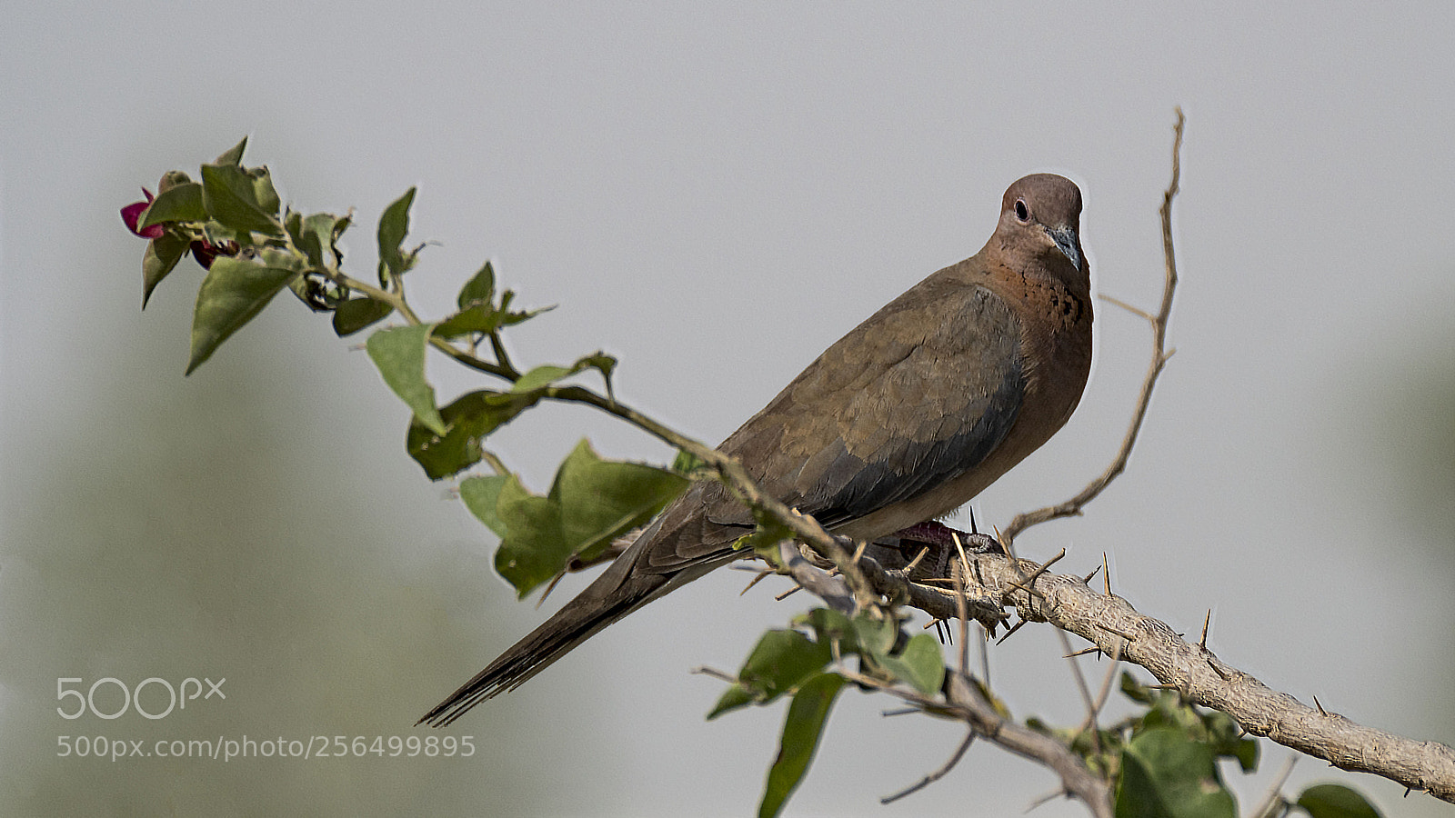 Nikon D500 sample photo. Laughing dove photography