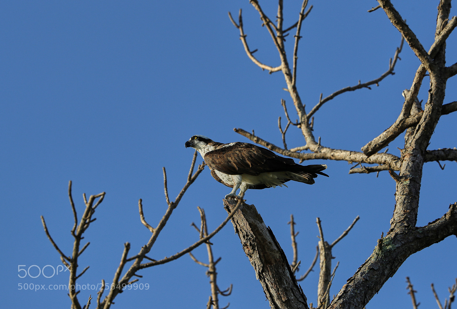 Canon EOS-1D X Mark II sample photo. 05-04-18-0016185 1.jpg photography