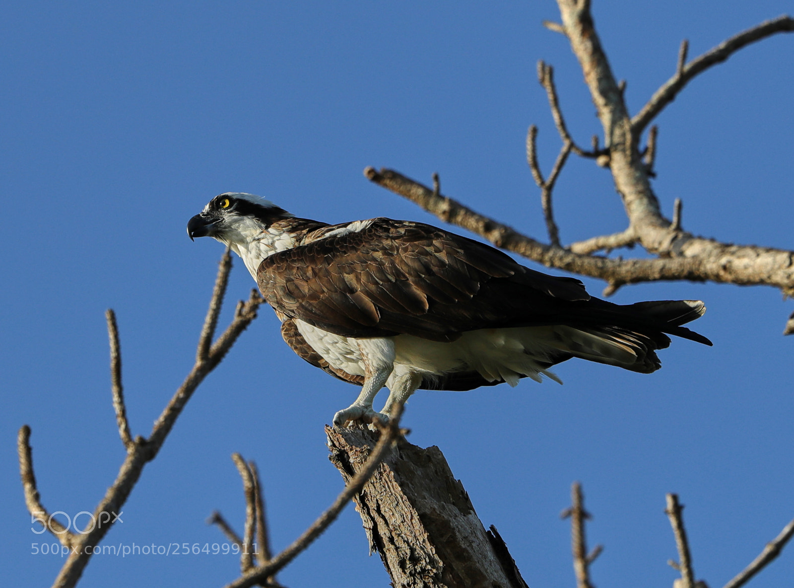Canon EOS-1D X Mark II sample photo. 05-04-18-0016185.jpg photography