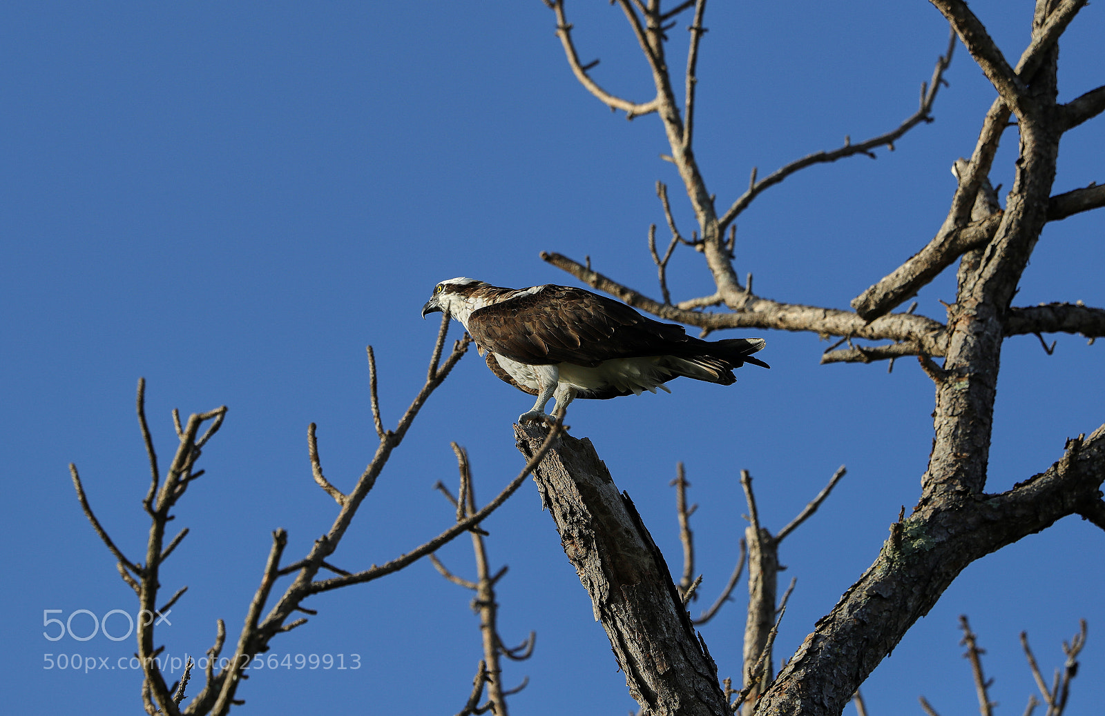 Canon EOS-1D X Mark II sample photo. 05-04-18-0016184 1.jpg photography