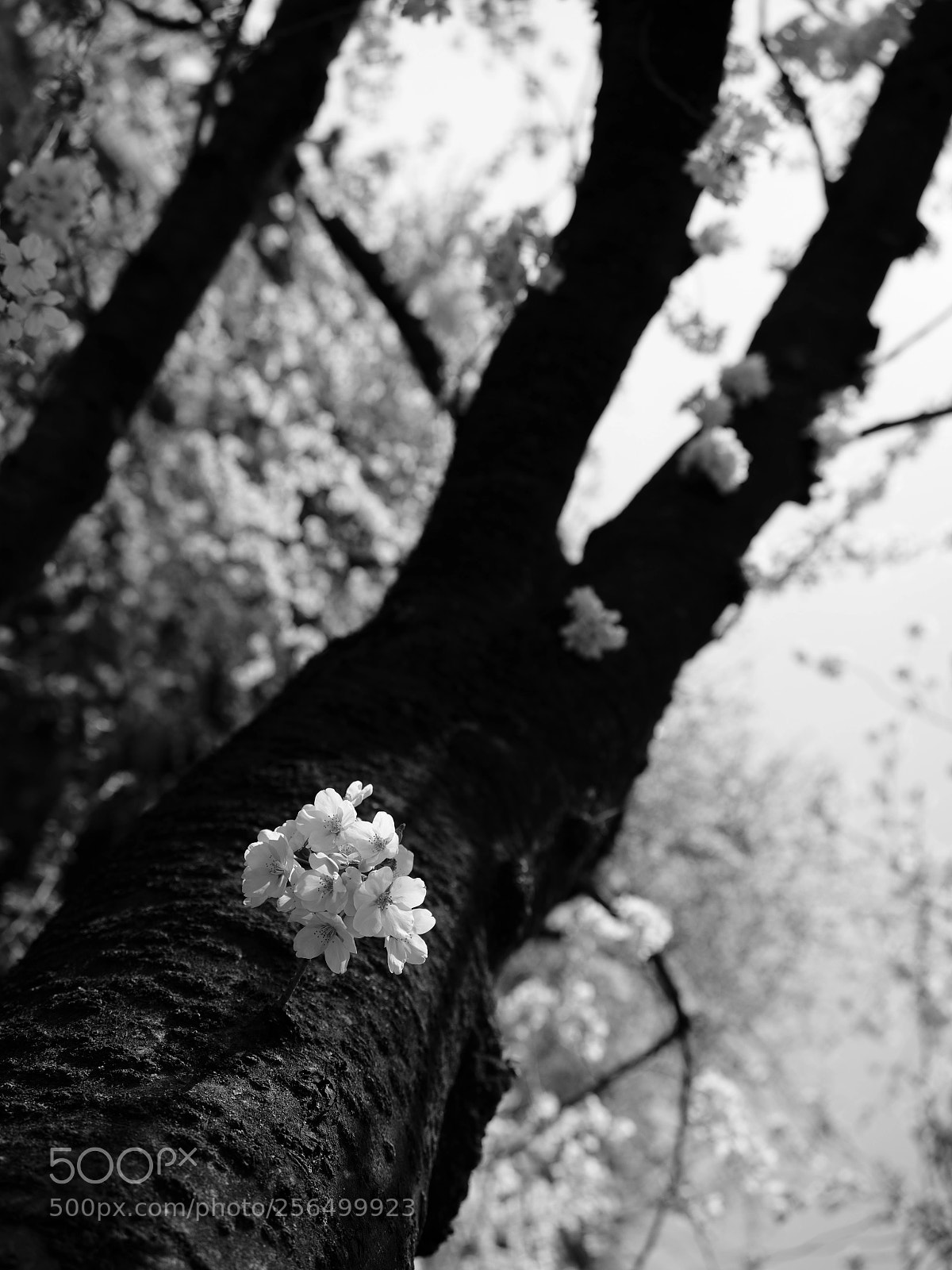 Fujifilm GFX 50S sample photo. Sakura photography