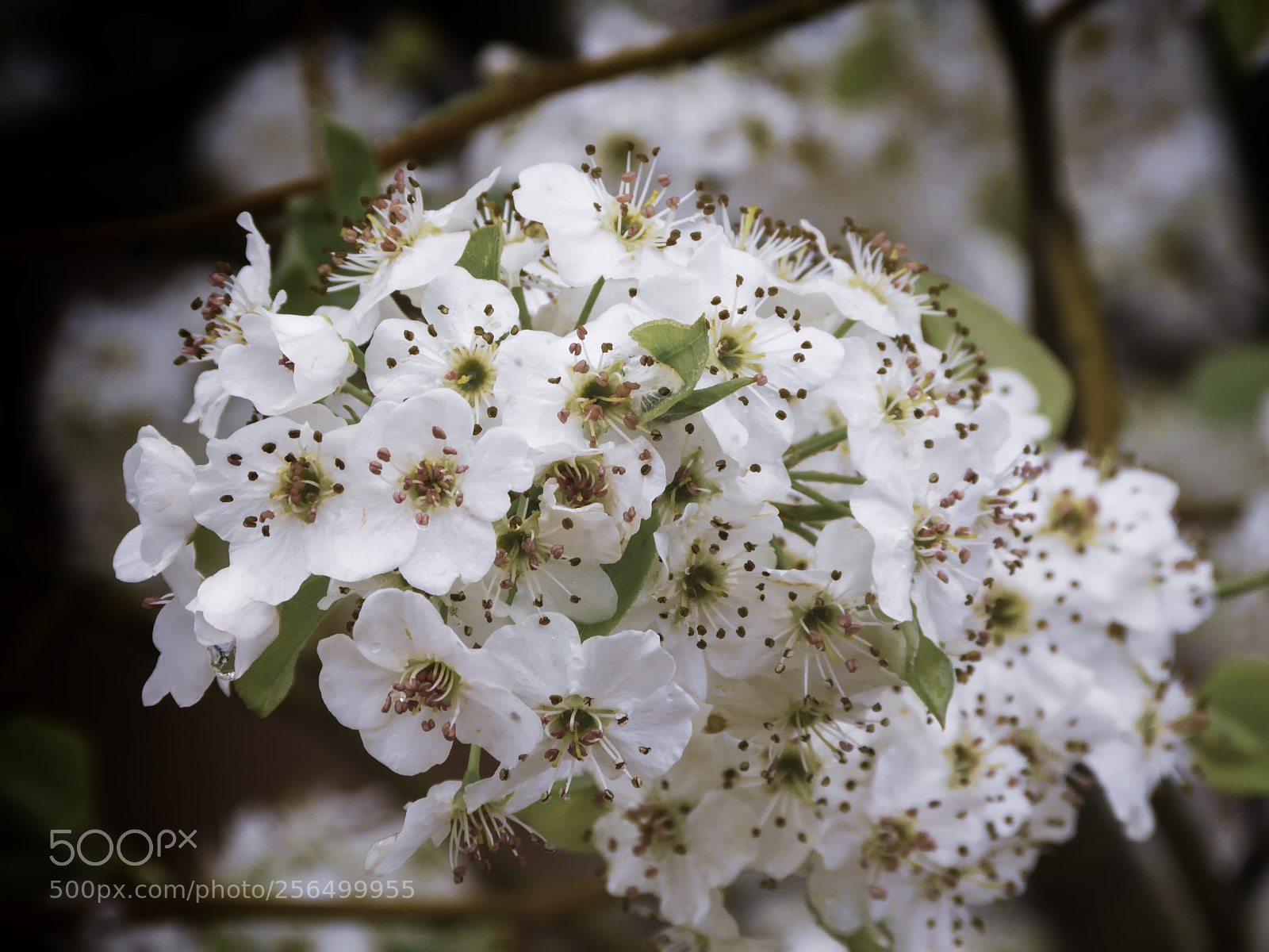 Panasonic Lumix DMC-FZ150 sample photo. May bouquet in white photography
