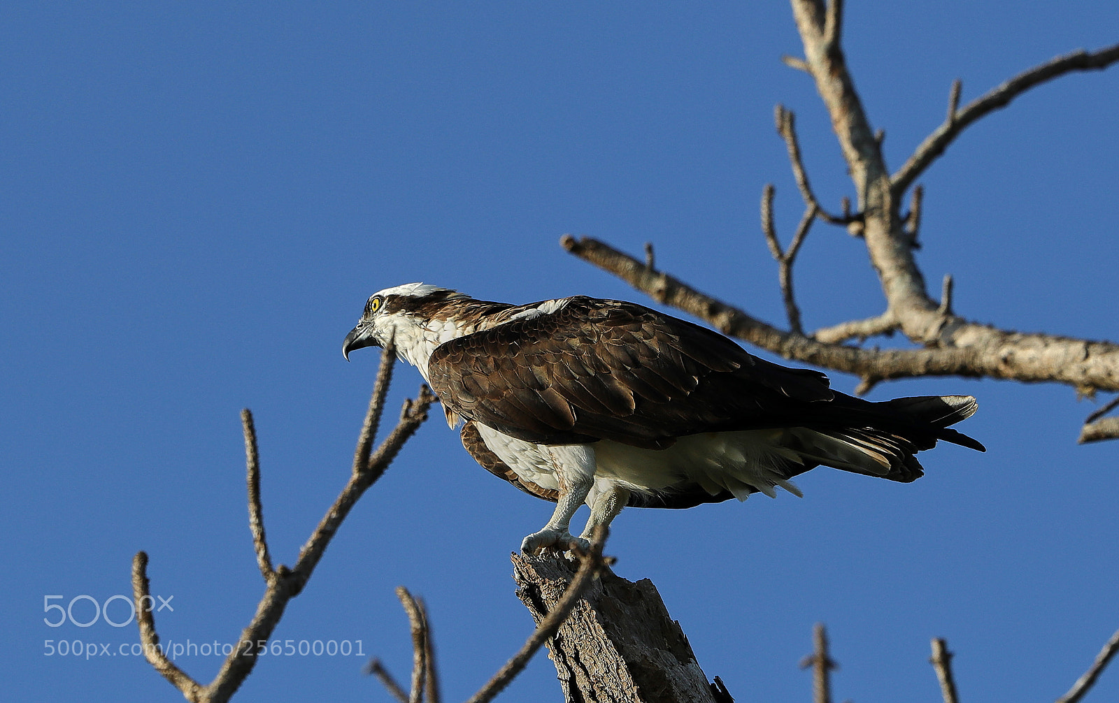 Canon EOS-1D X Mark II sample photo. 05-04-18-0016184.jpg photography