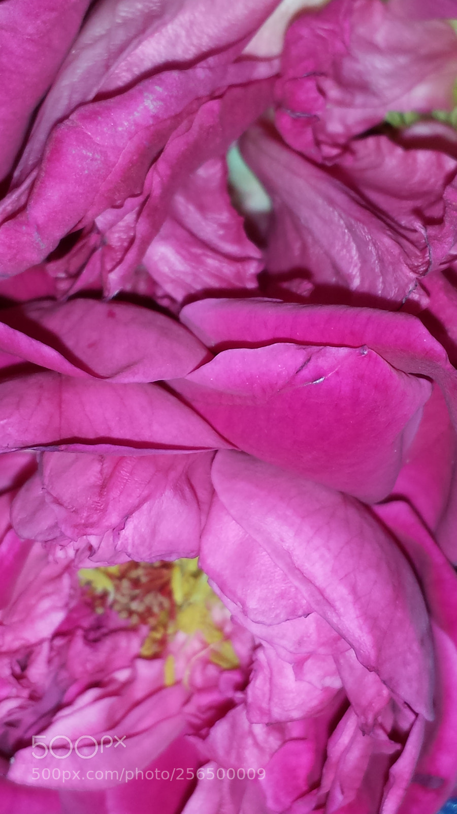 Samsung Galaxy S4 sample photo. Untitled photography