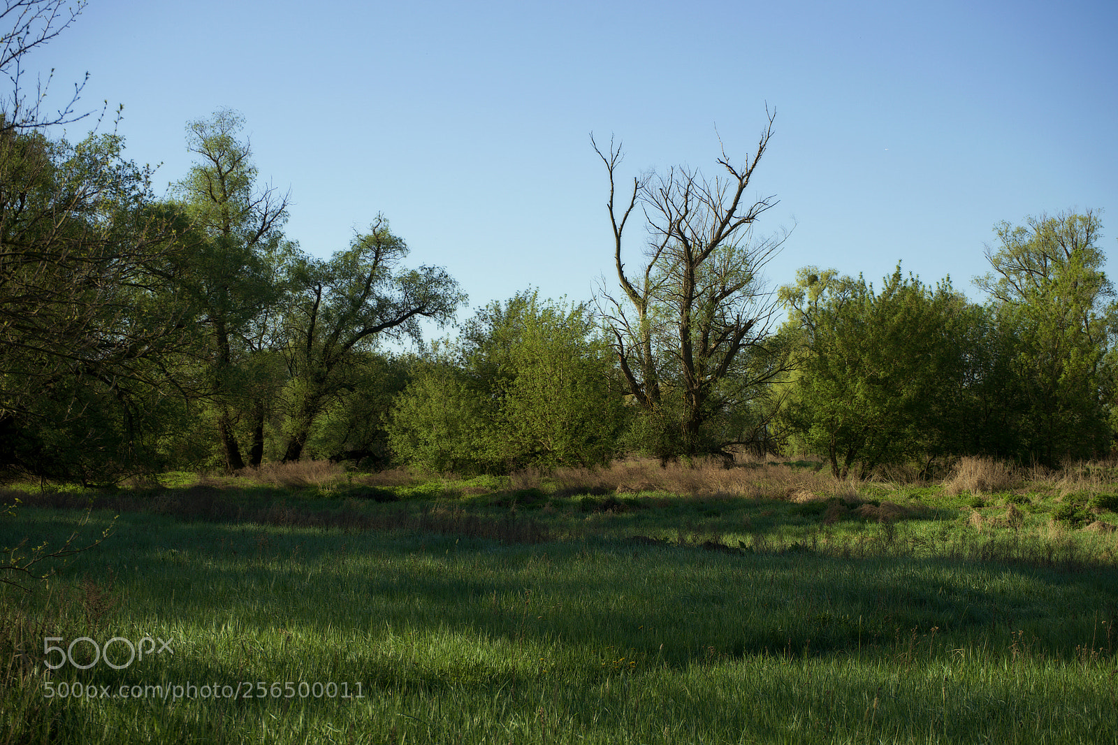 Sony a7 sample photo. Spring forest photography