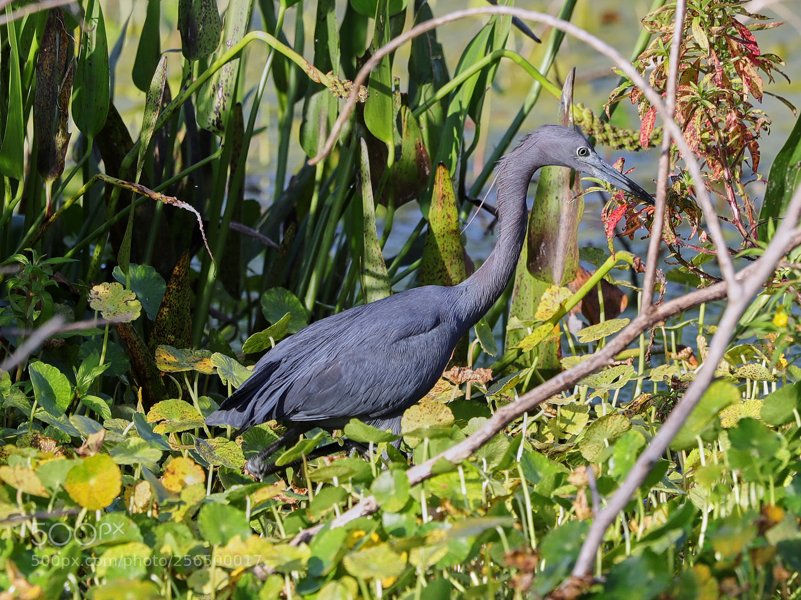 Canon EOS-1D X Mark II sample photo. 05-04-18-0016183.jpg photography
