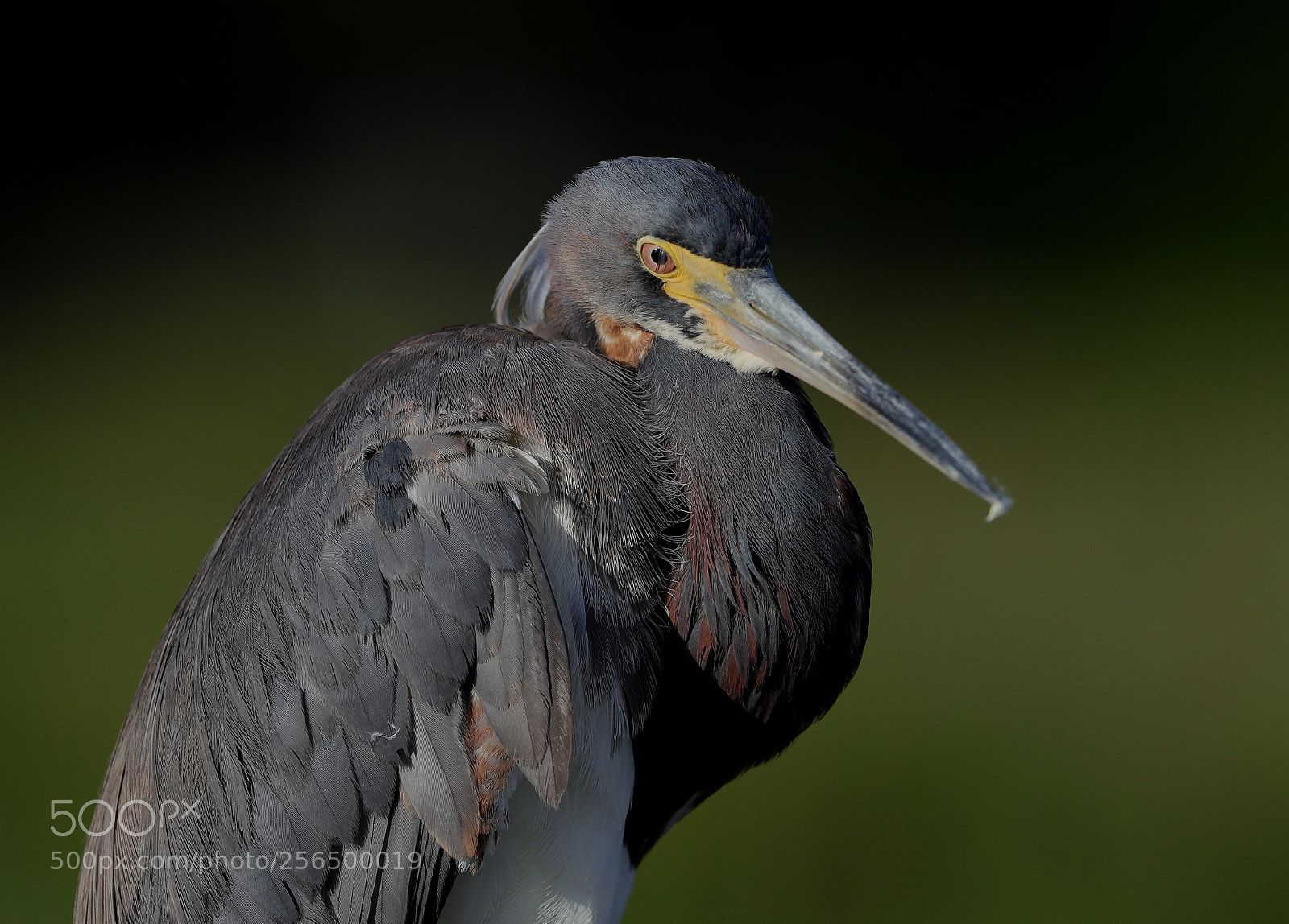 Canon EOS-1D X Mark II sample photo. 05-04-18-0016180.jpg photography