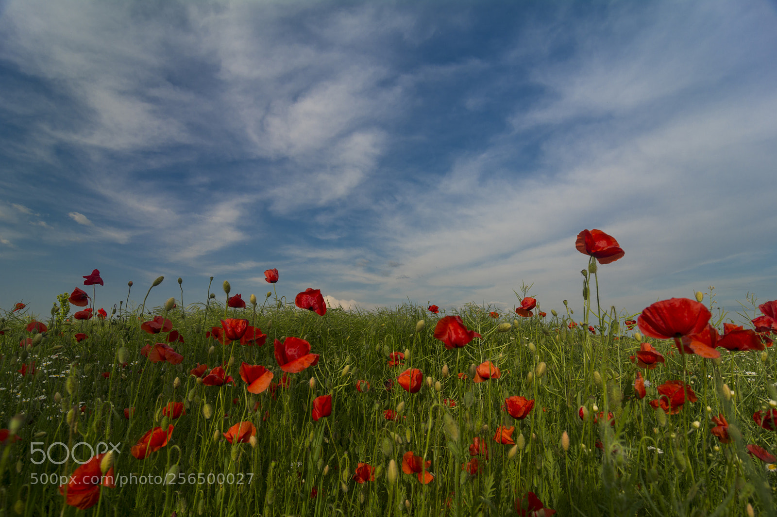 Nikon D7100 sample photo. Poppy landscape in timis photography