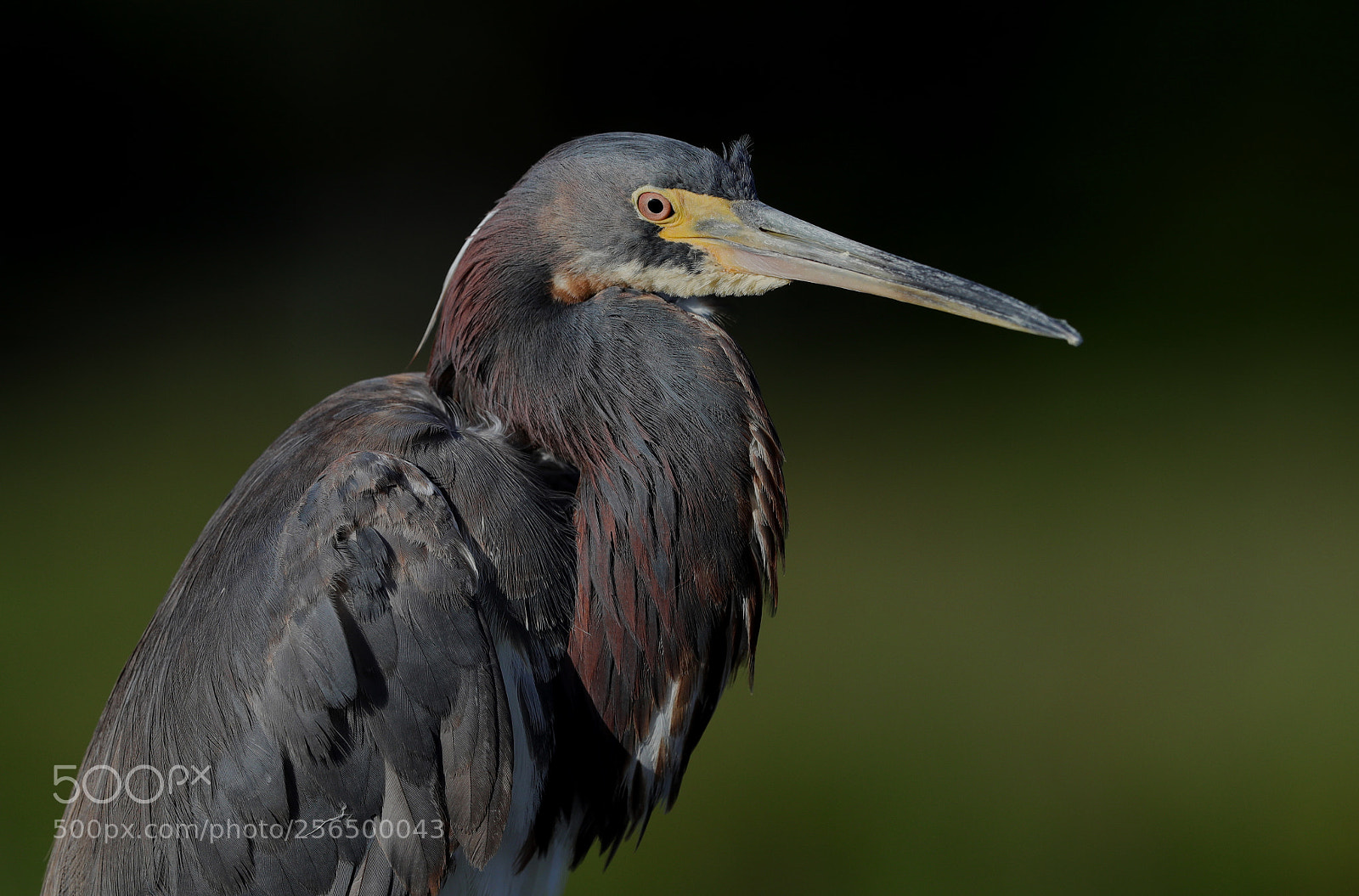 Canon EOS-1D X Mark II sample photo. 05-04-18-0016177.jpg photography