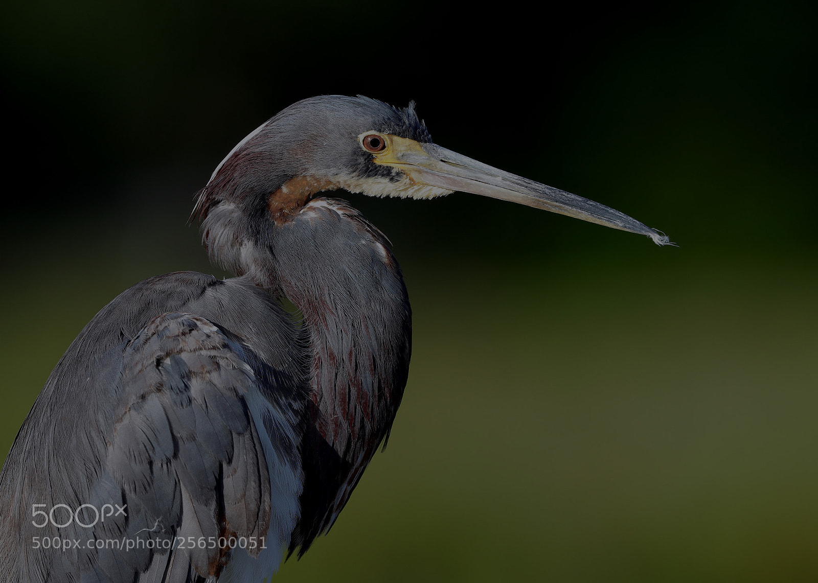 Canon EOS-1D X Mark II sample photo. 05-04-18-0016175.jpg photography