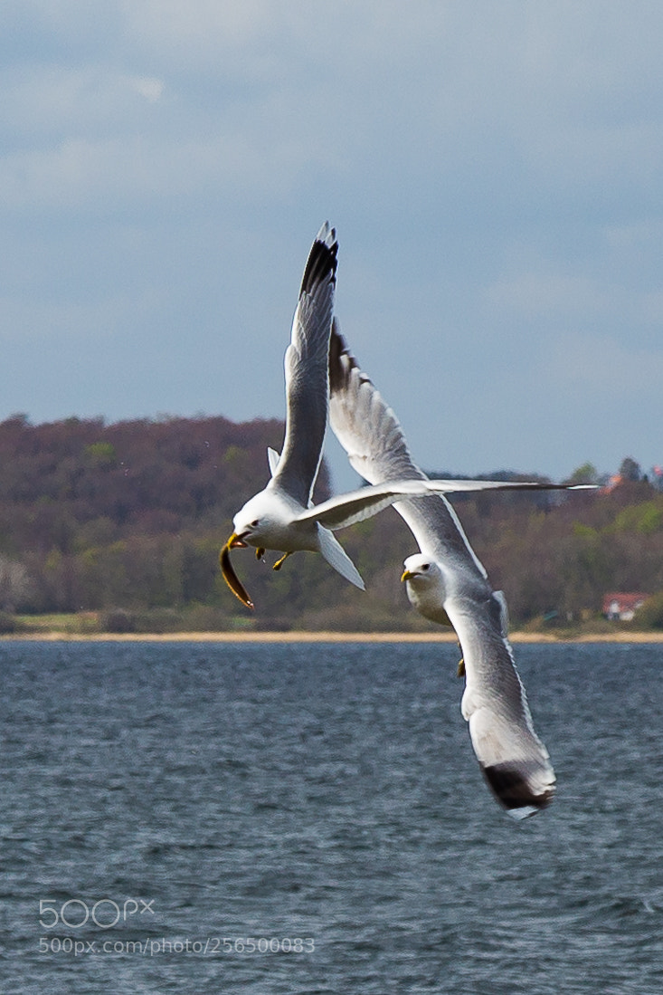 Canon EOS 6D sample photo. Seagull with eel photography