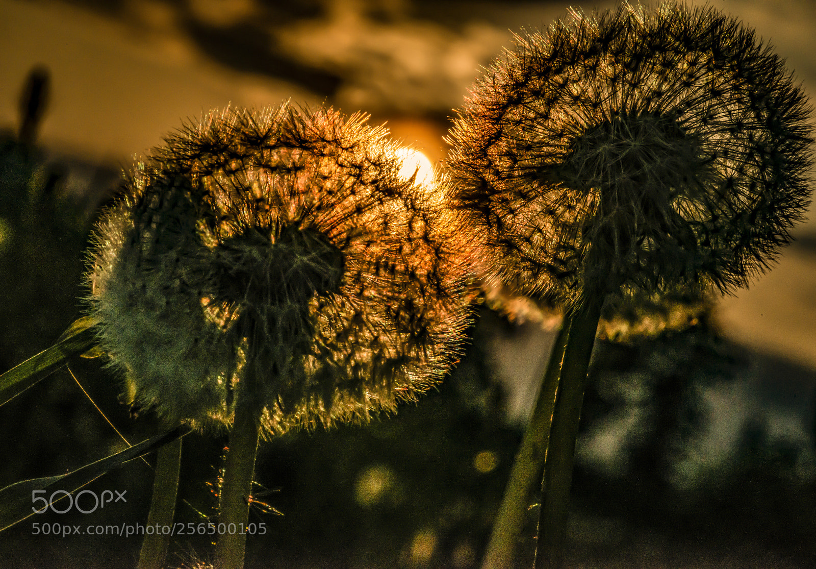 Nikon D800 sample photo. Dandelion sunset photography