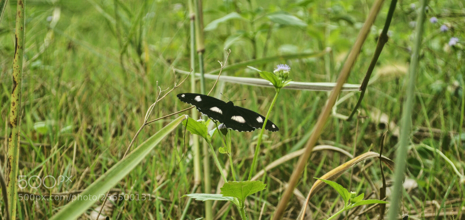 Nikon D90 sample photo. Wings photography
