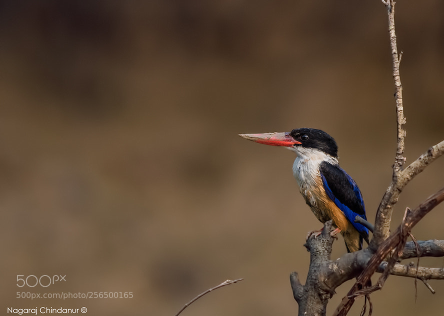 Nikon D5 sample photo. Black capped kingfisher photography