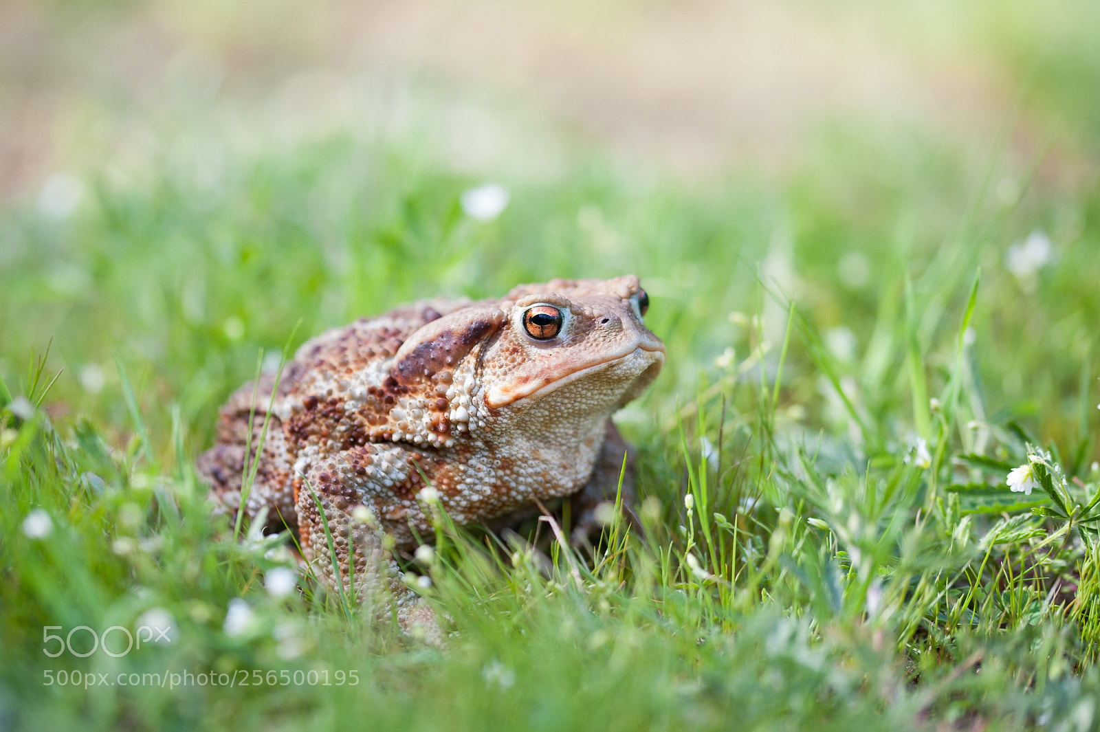 Nikon D700 sample photo. Bufo bufo 2 photography