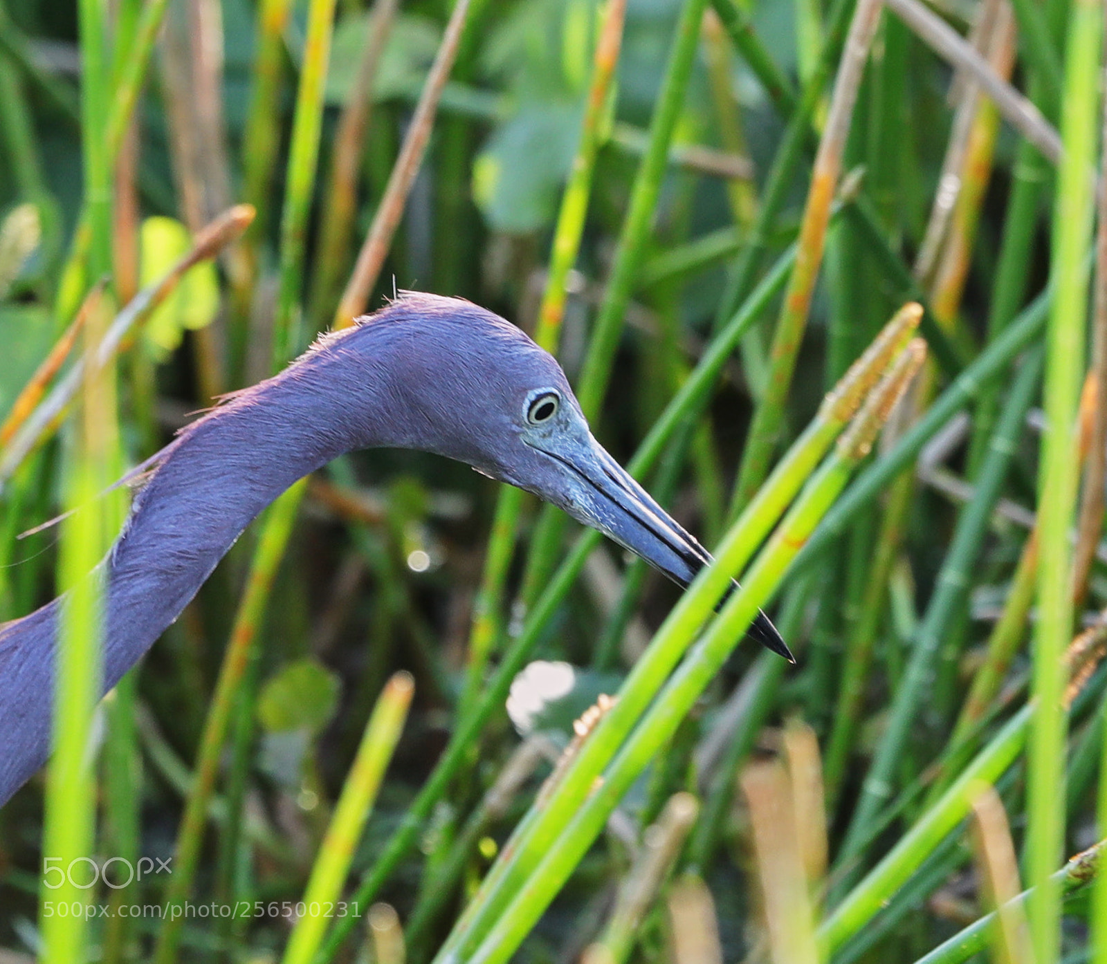 Canon EOS-1D X Mark II sample photo. 05-04-18-0016163.jpg photography