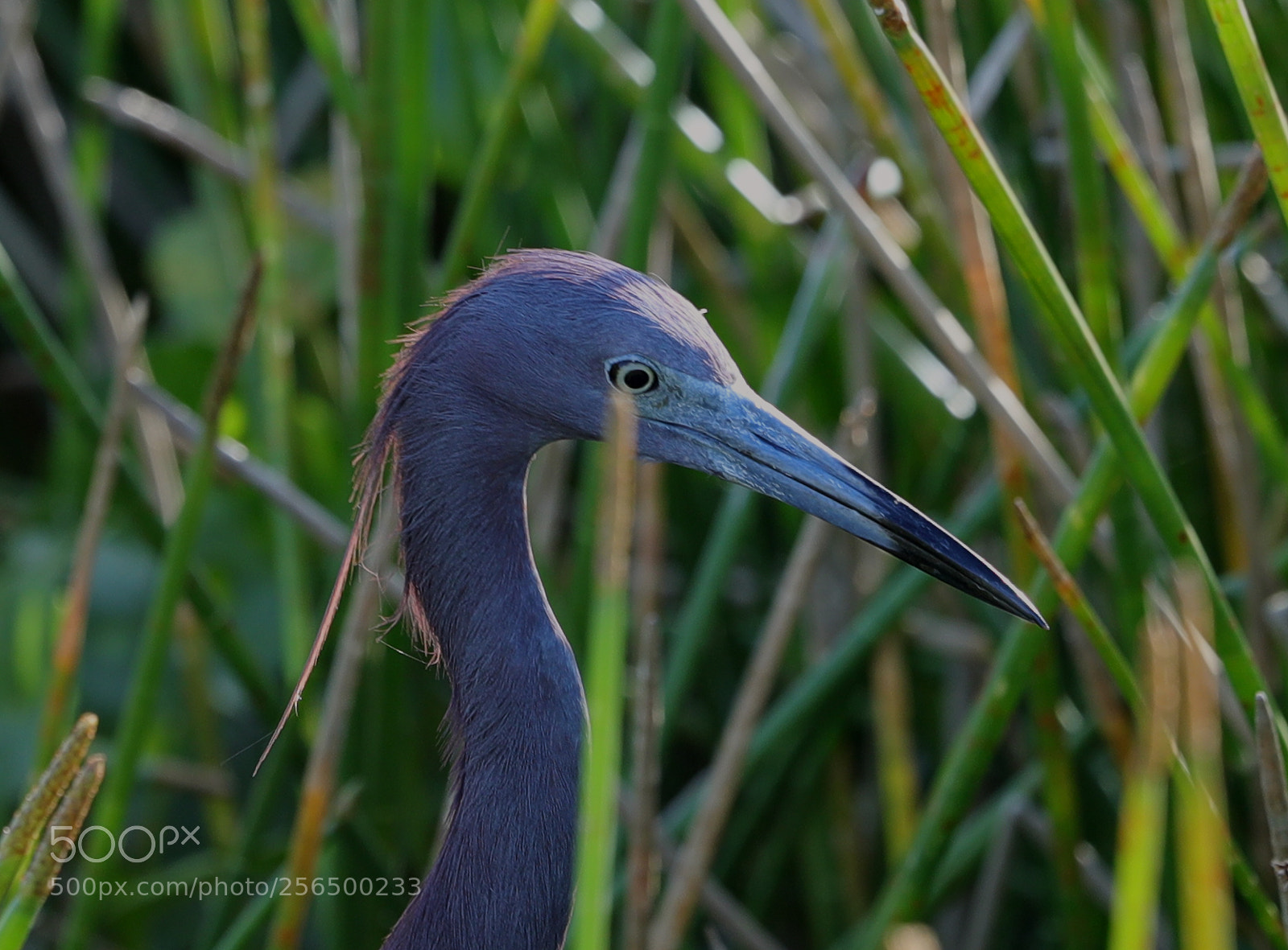 Canon EOS-1D X Mark II sample photo. 05-04-18-0016162.jpg photography