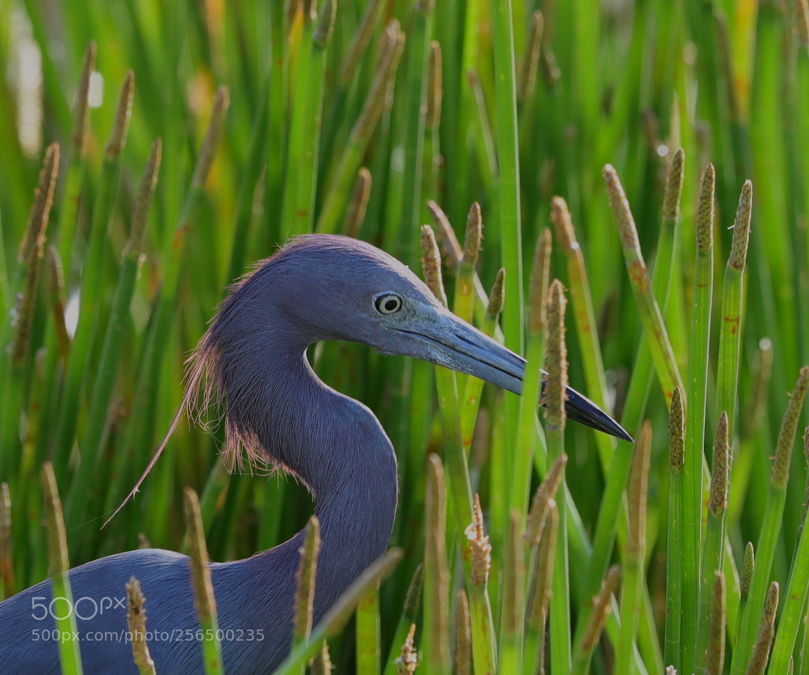 Canon EOS-1D X Mark II sample photo. 05-04-18-0016161.jpg photography