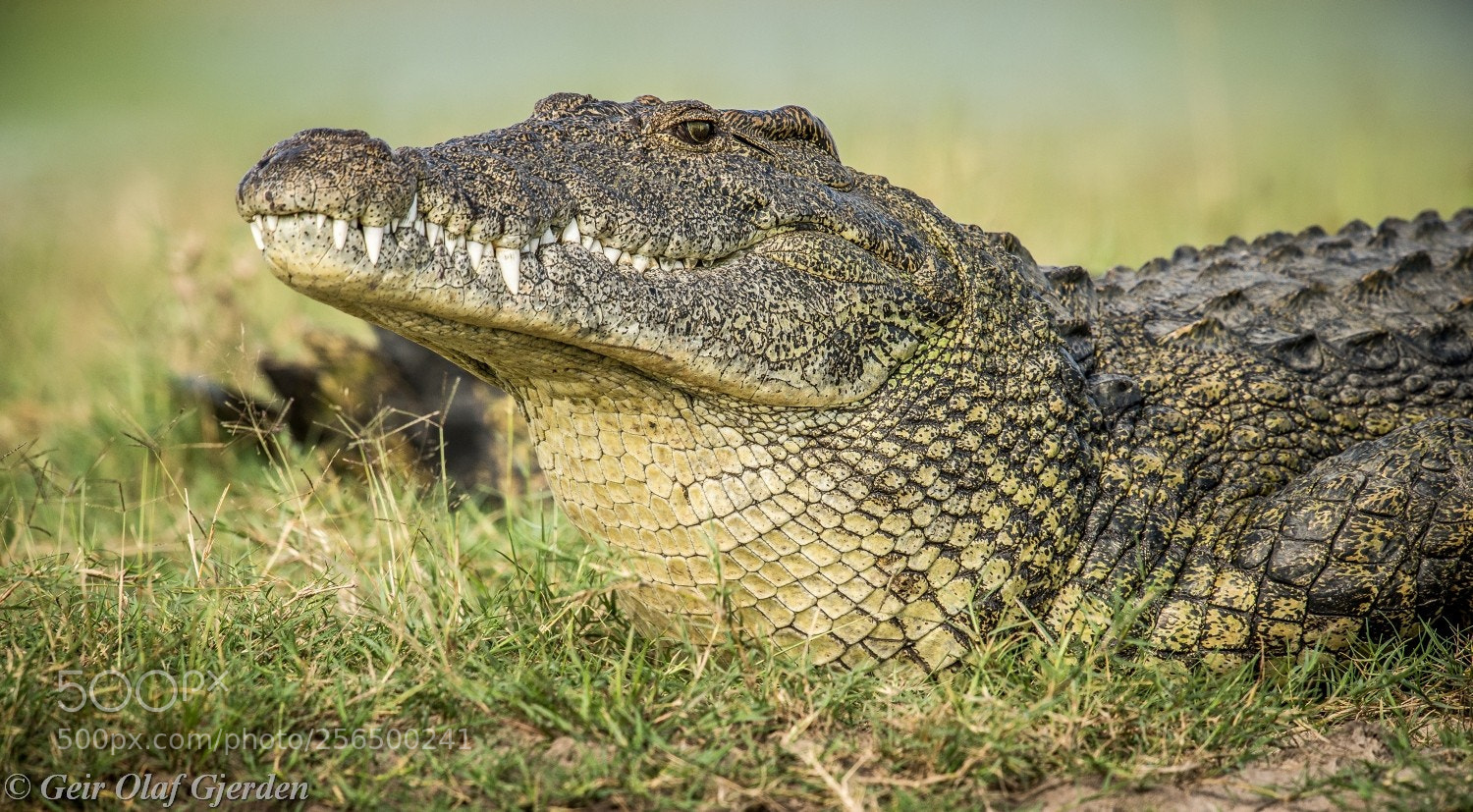 Nikon D600 sample photo. Crocodile photography