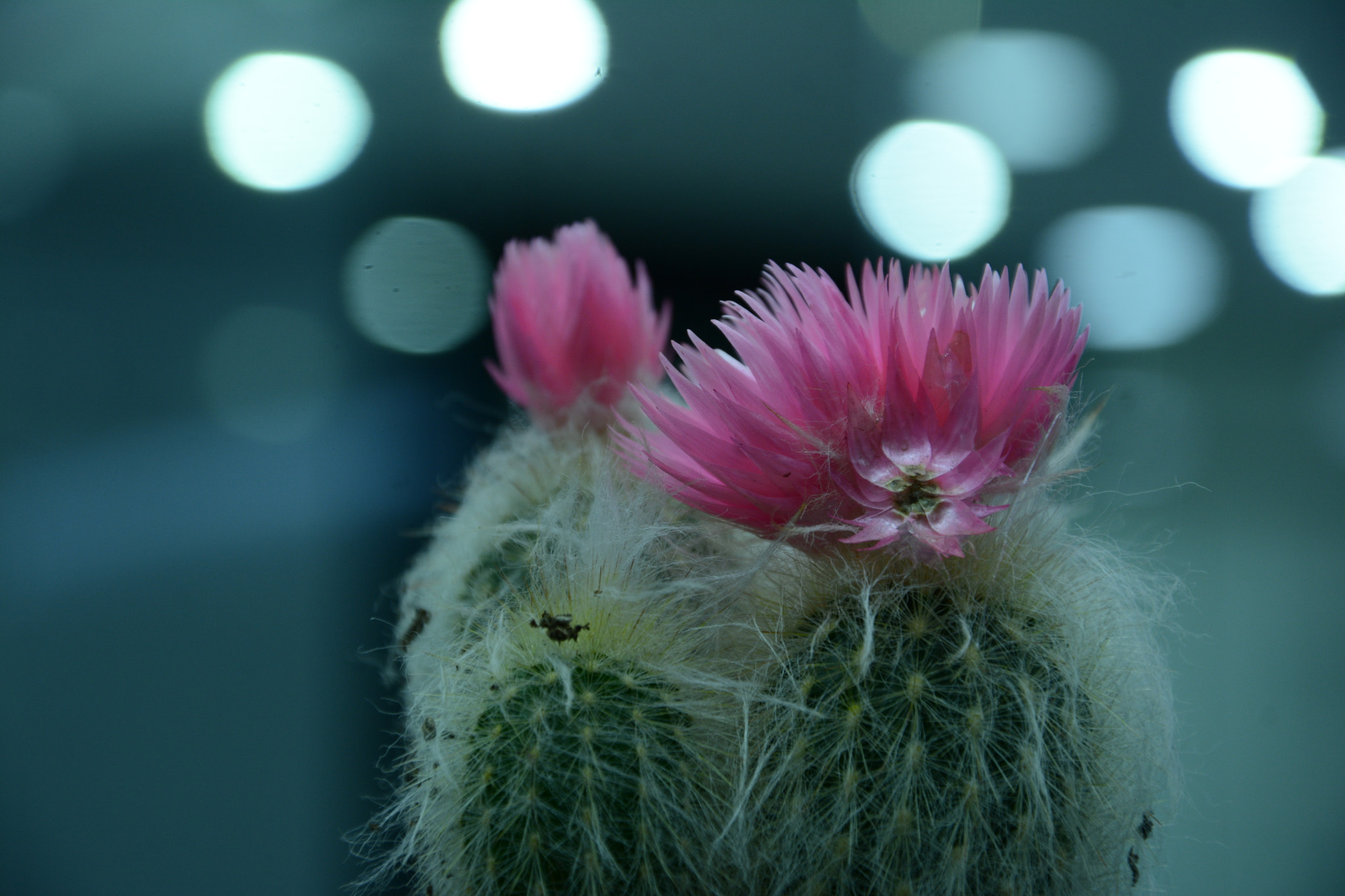 Nikon D7100 sample photo